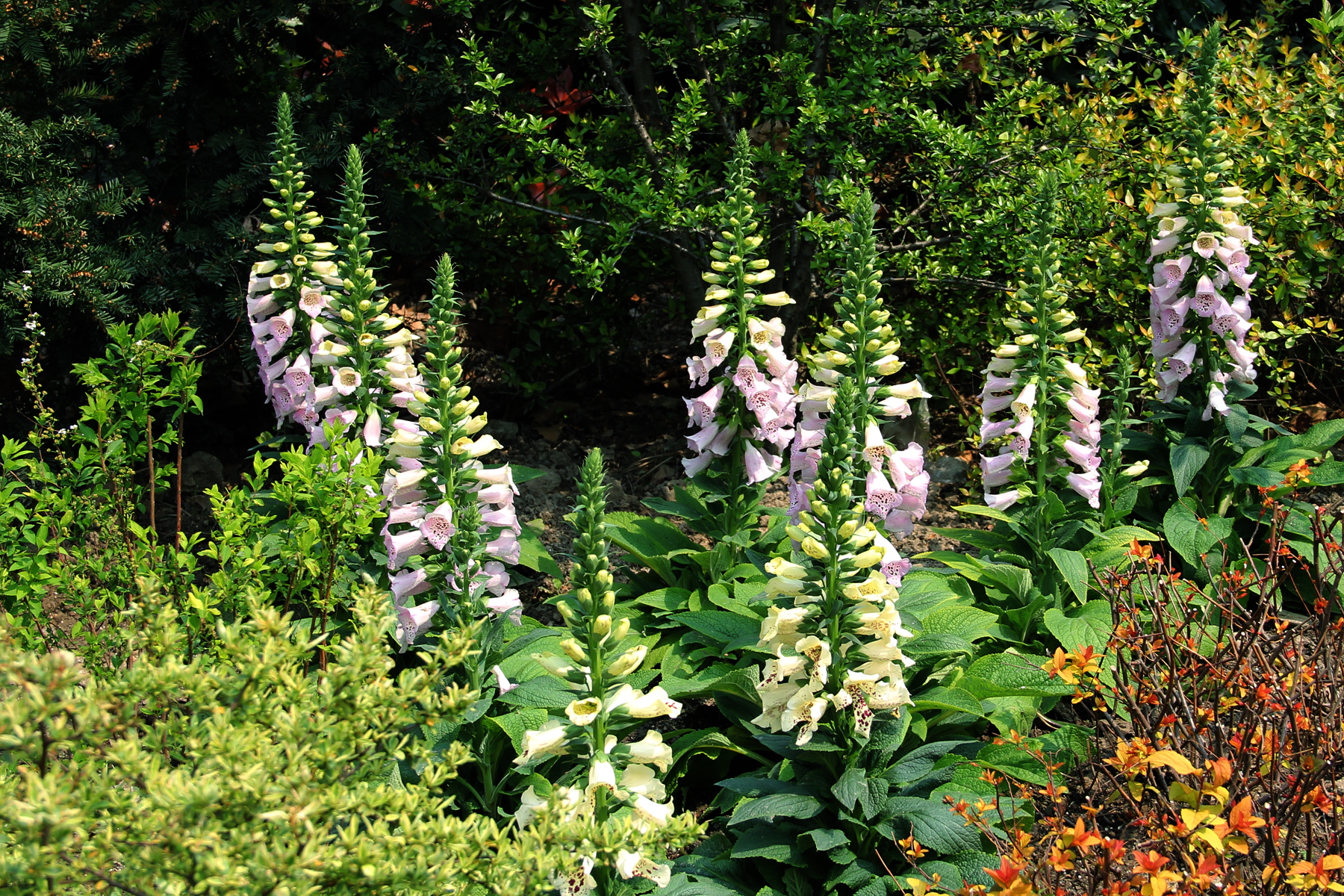 img_5753--毛地黄 又名洋地黄 指顶花 金钟 心脏草 毒药草 紫花毛地黄