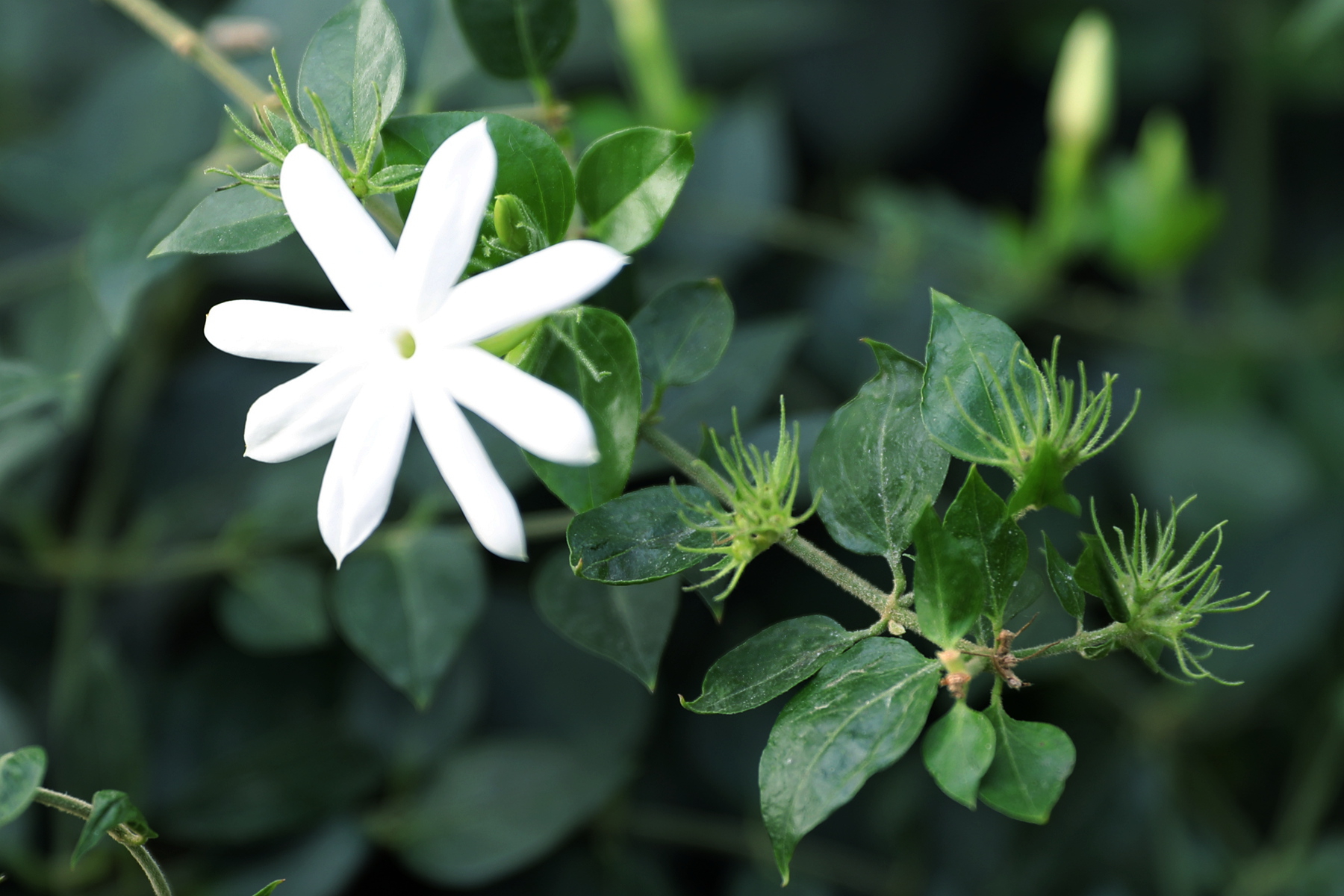 dv4a0308扭肚藤又名谢三娘和白金银花 木犀科素馨属.jpg