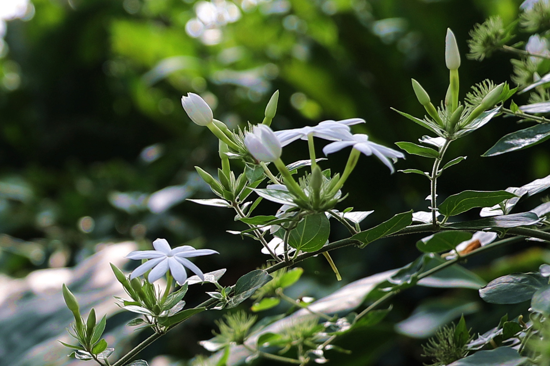 dv4a0316扭肚藤又名谢三娘和白金银花 木犀科素馨属.jpg