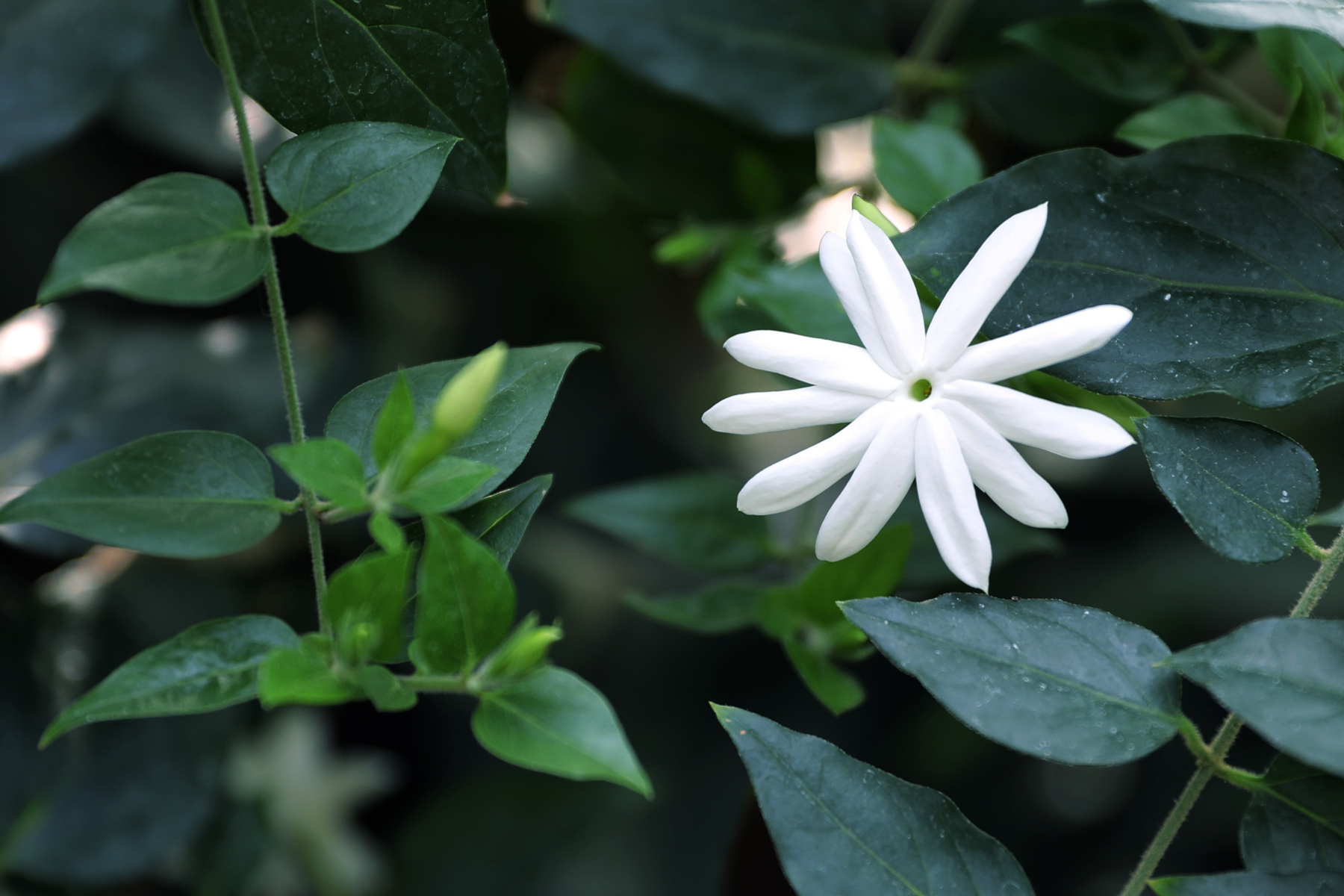 dv4a0330扭肚藤又名谢三娘和白金银花 木犀科素馨属.jpg