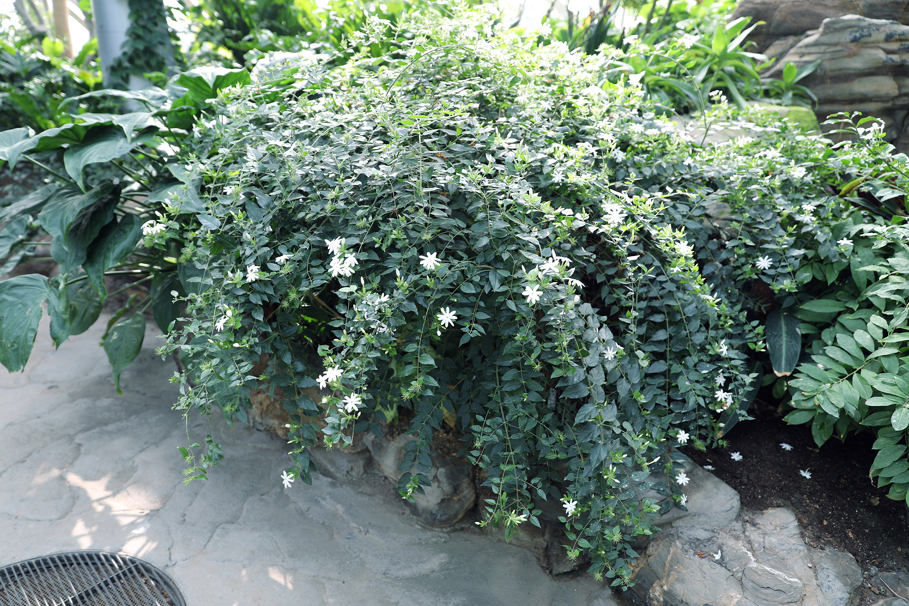 dv4a0333扭肚藤又名谢三娘和白金银花 木犀科素馨属.jpg