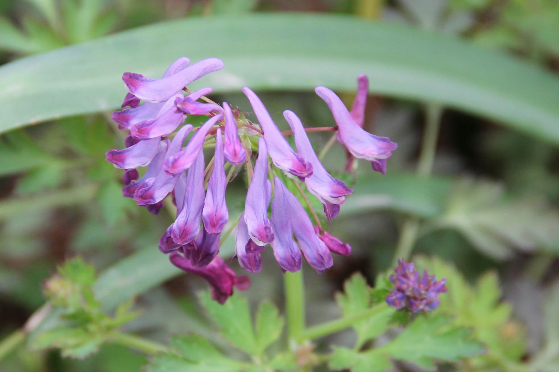 24img_2326--刻叶紫堇 又名地锦苗 断肠草 羊不吃 紫花鱼灯草 烫伤草