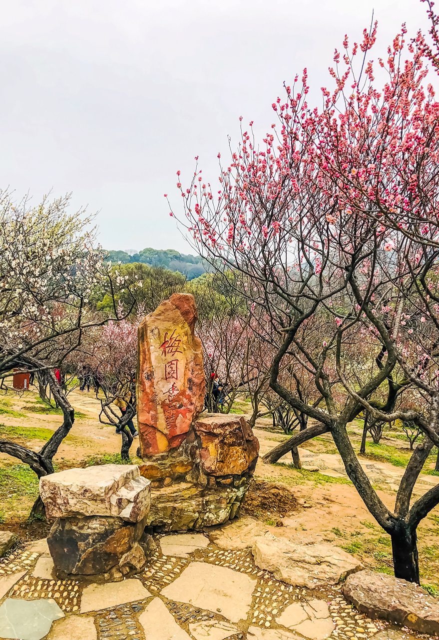 春落花枝頭無錫梅園