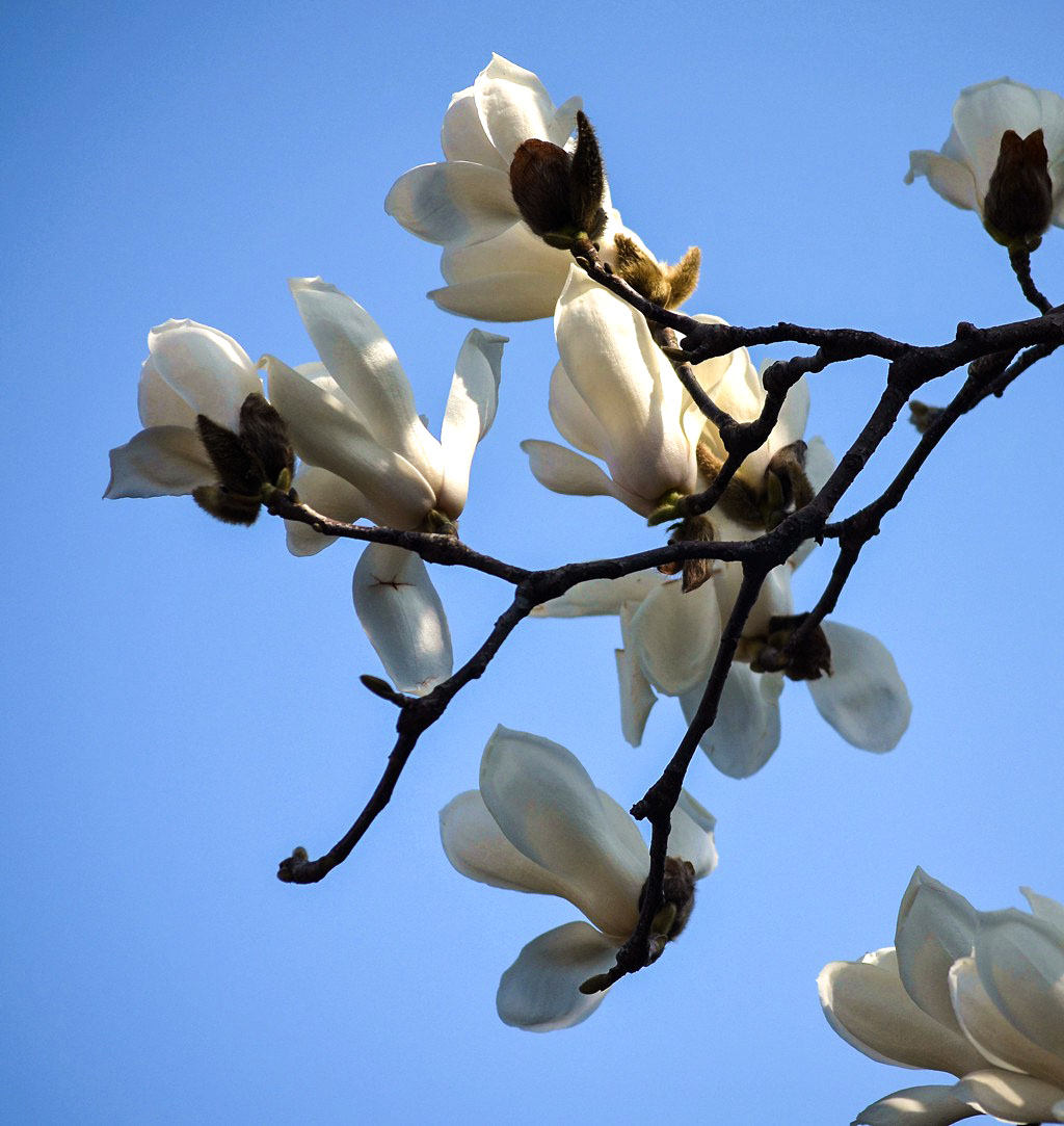 满园春色关不住 一树辛夷出墙来