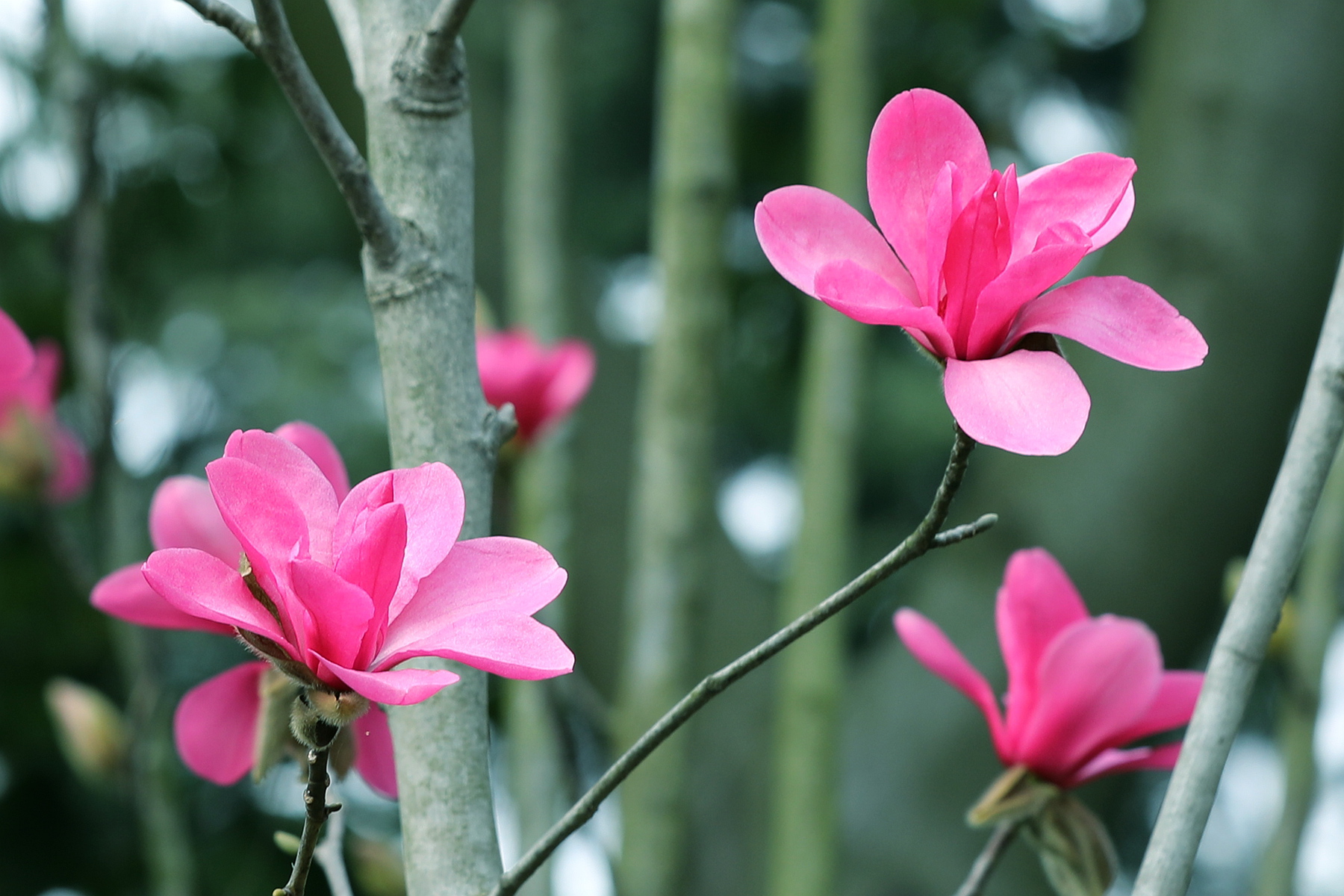 原创你也许认识它132木兰娇红一号玉兰红得好像一团火