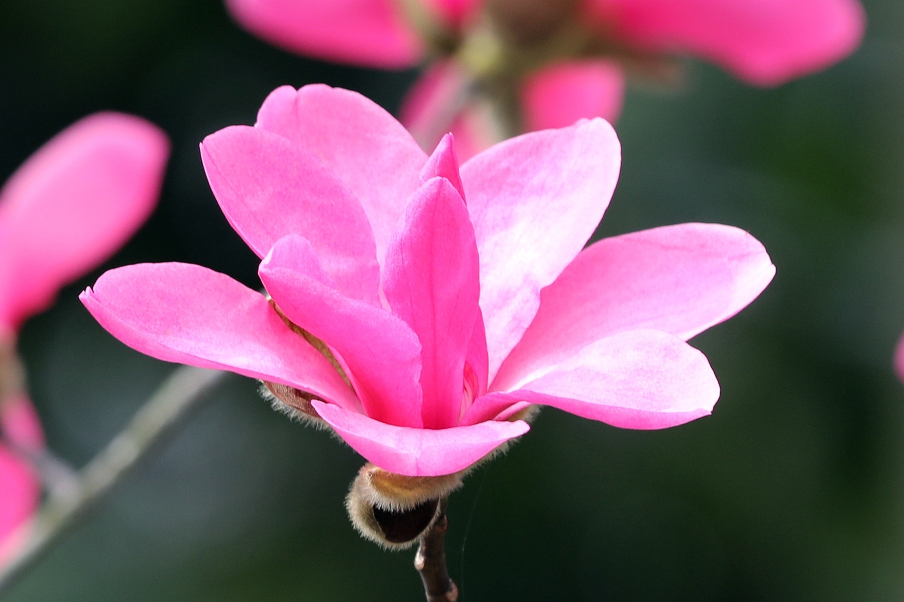 原创你也许认识它132木兰娇红一号玉兰红得好像一团火