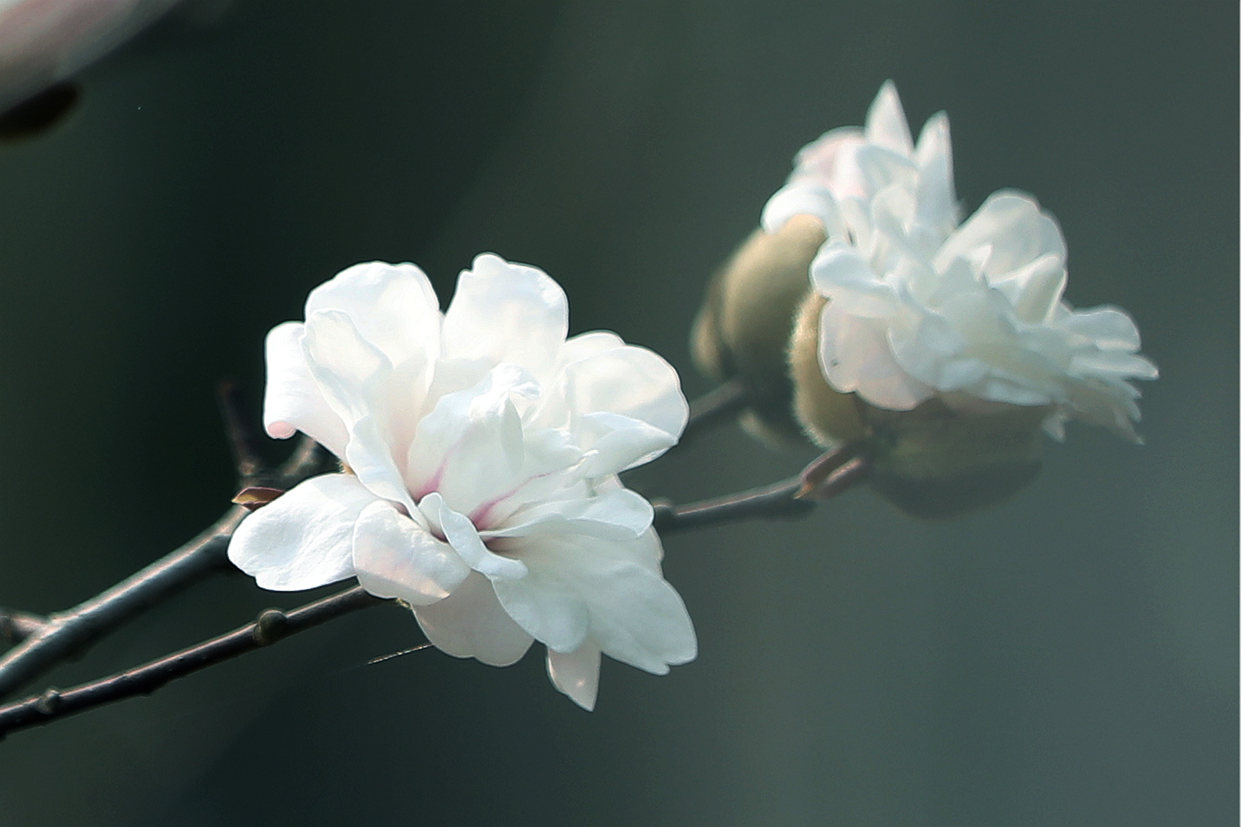 你也许认识它136木兰星花玉兰