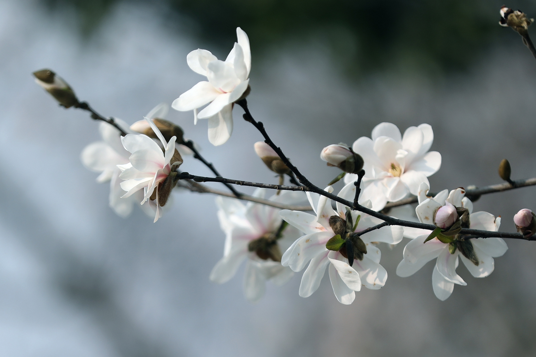 你也许认识它136木兰星花玉兰