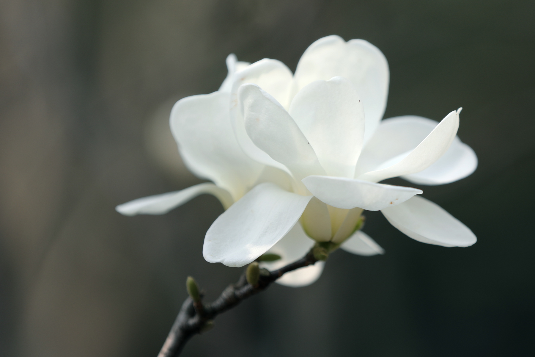 原创你也许认识它139木兰玉灯玉兰玉兰新品花大而香