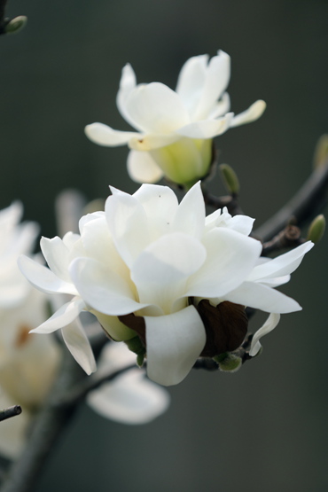 原创你也许认识它139木兰玉灯玉兰玉兰新品花大而香