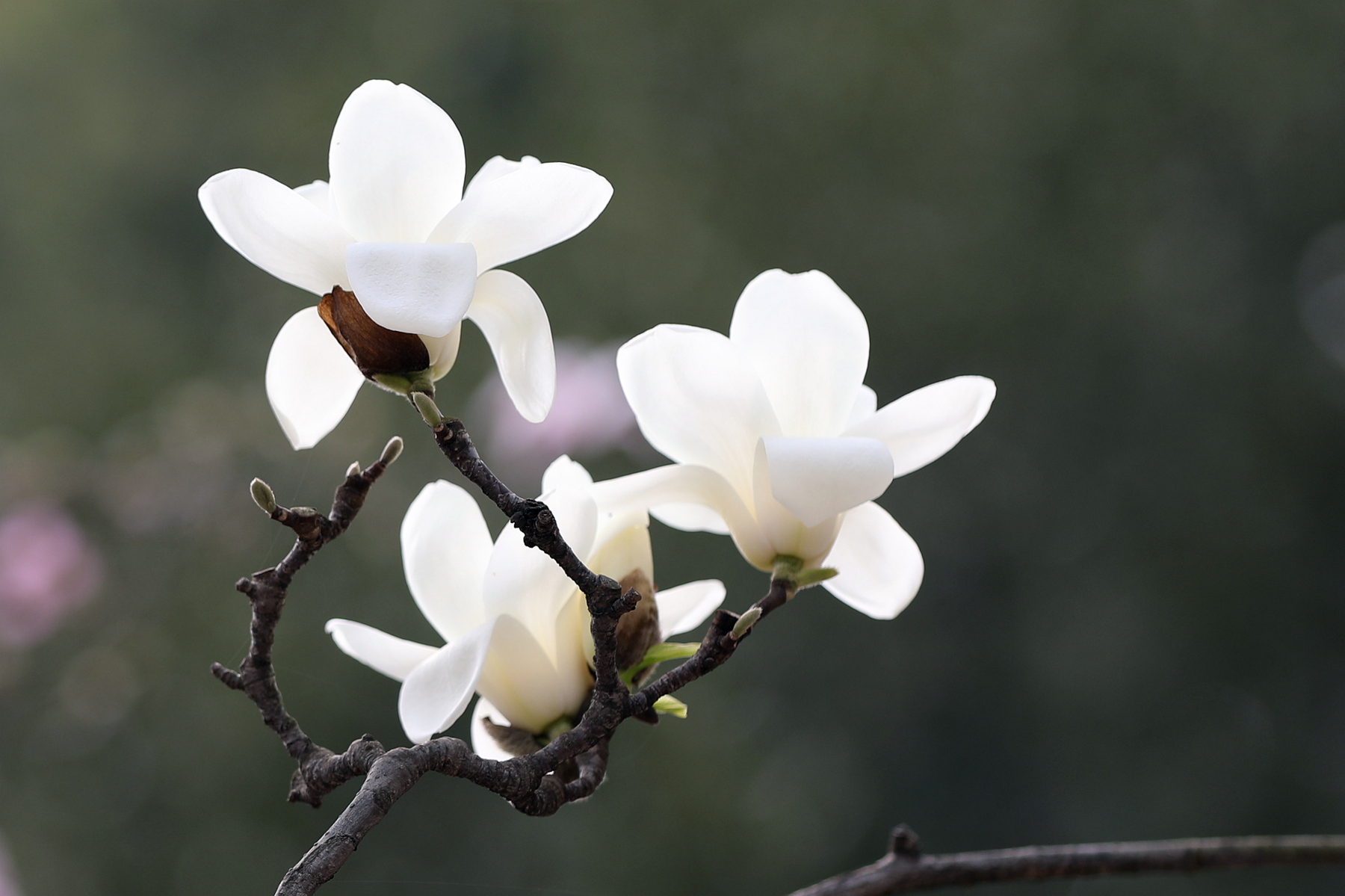 原创你也许认识它139木兰玉灯玉兰玉兰新品花大而香