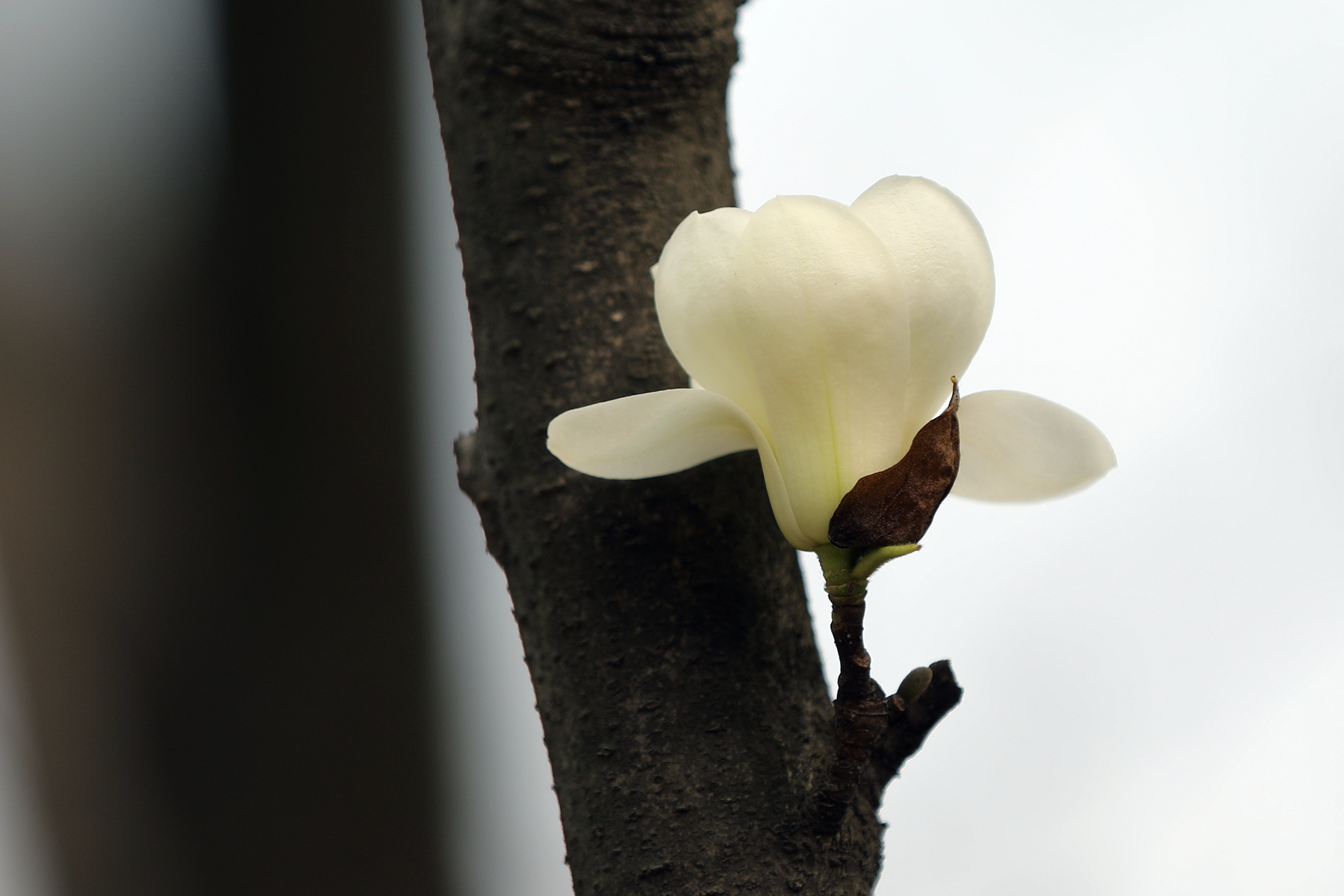 原创你也许认识它139木兰玉灯玉兰玉兰新品花大而香