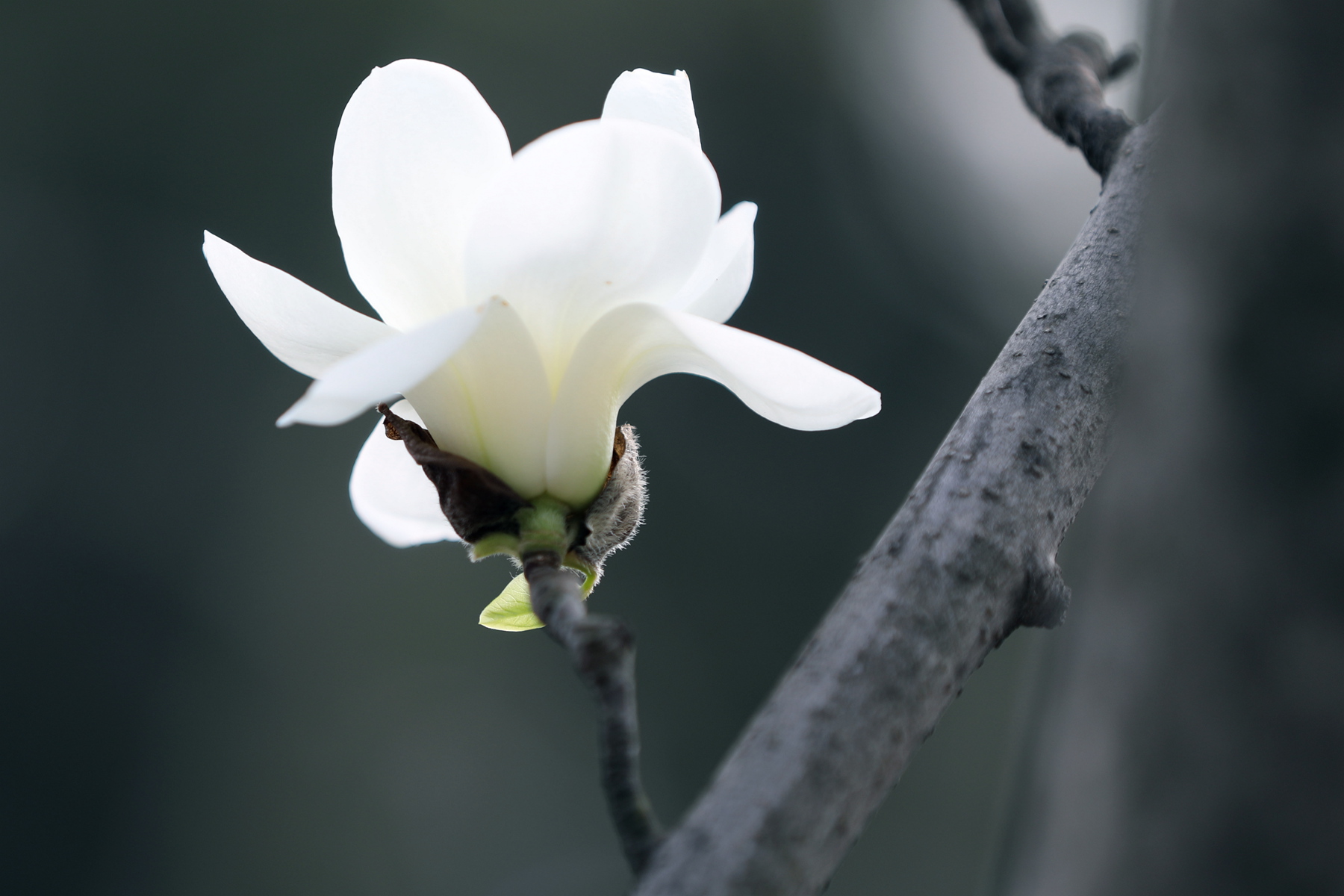 原创你也许认识它139木兰玉灯玉兰玉兰新品花大而香