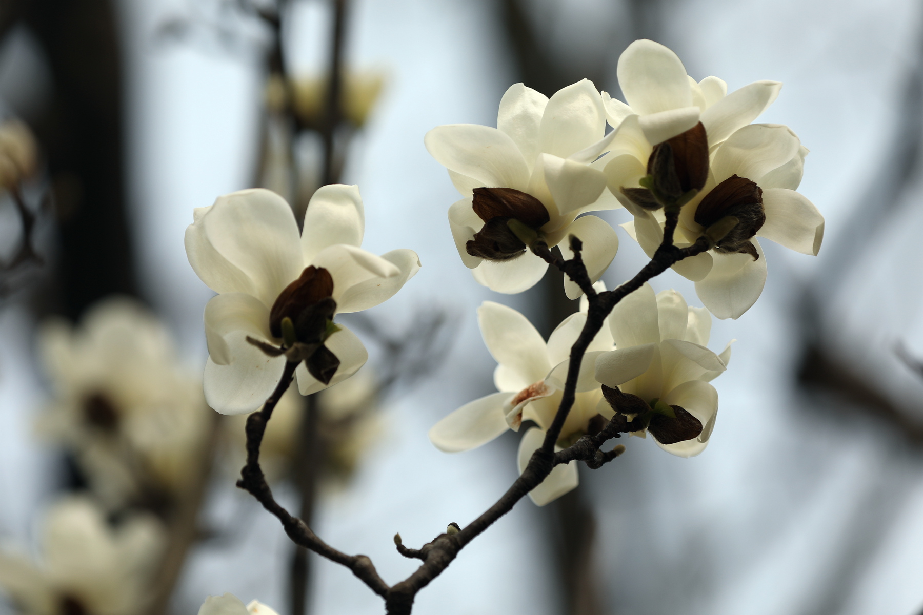 原创你也许认识它139木兰玉灯玉兰玉兰新品花大而香