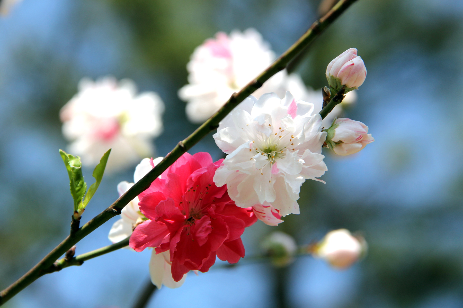 原创你也许认识它140碧桃五色桃撒金碧桃白红双色洒金03