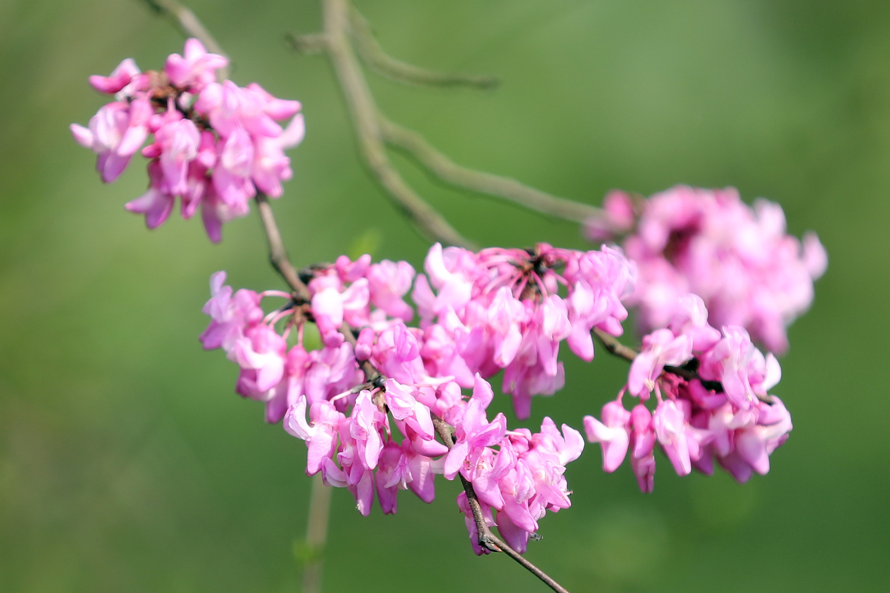 你也许认识它171紫荆裸枝树紫珠01