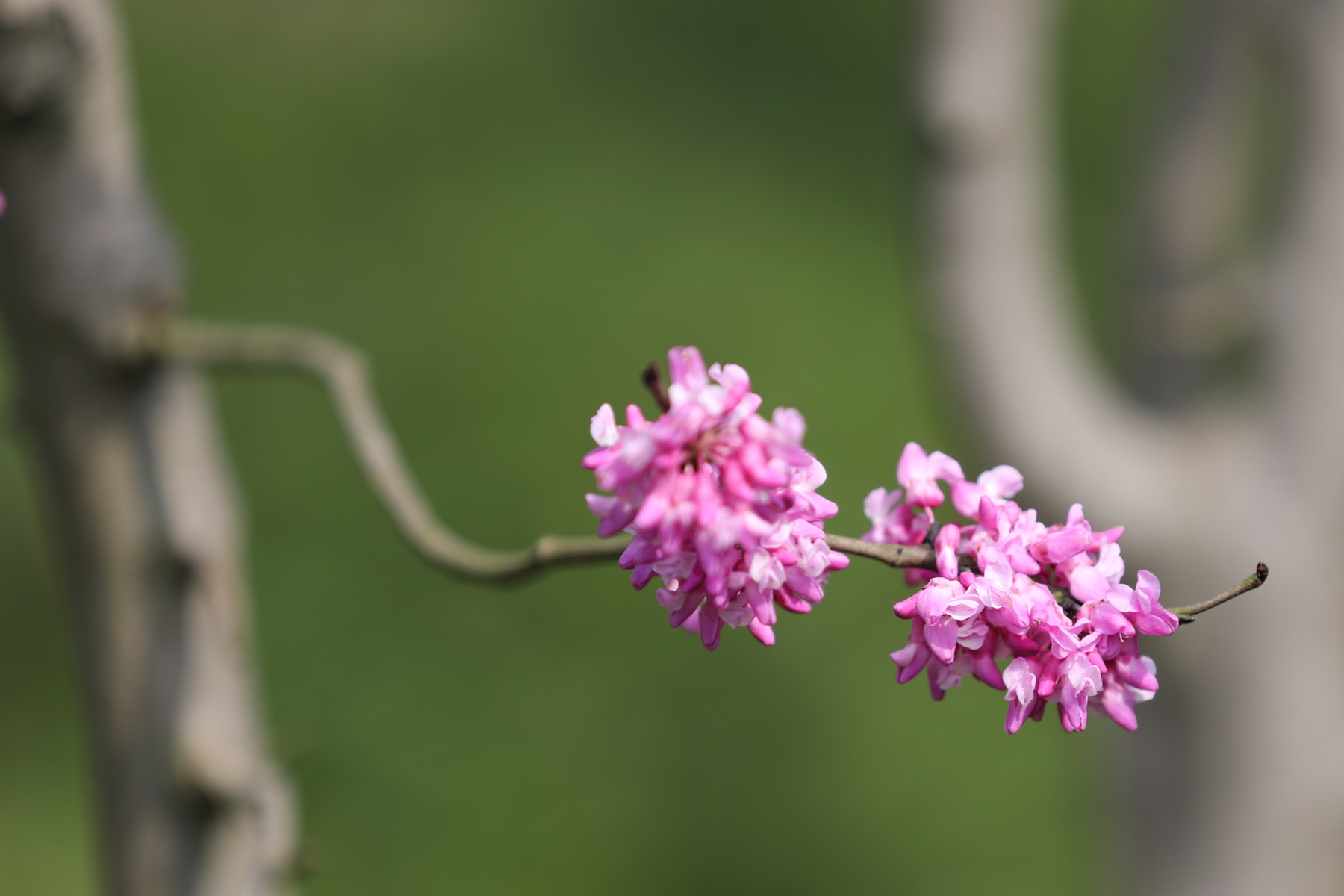 你也许认识它171紫荆裸枝树紫珠01