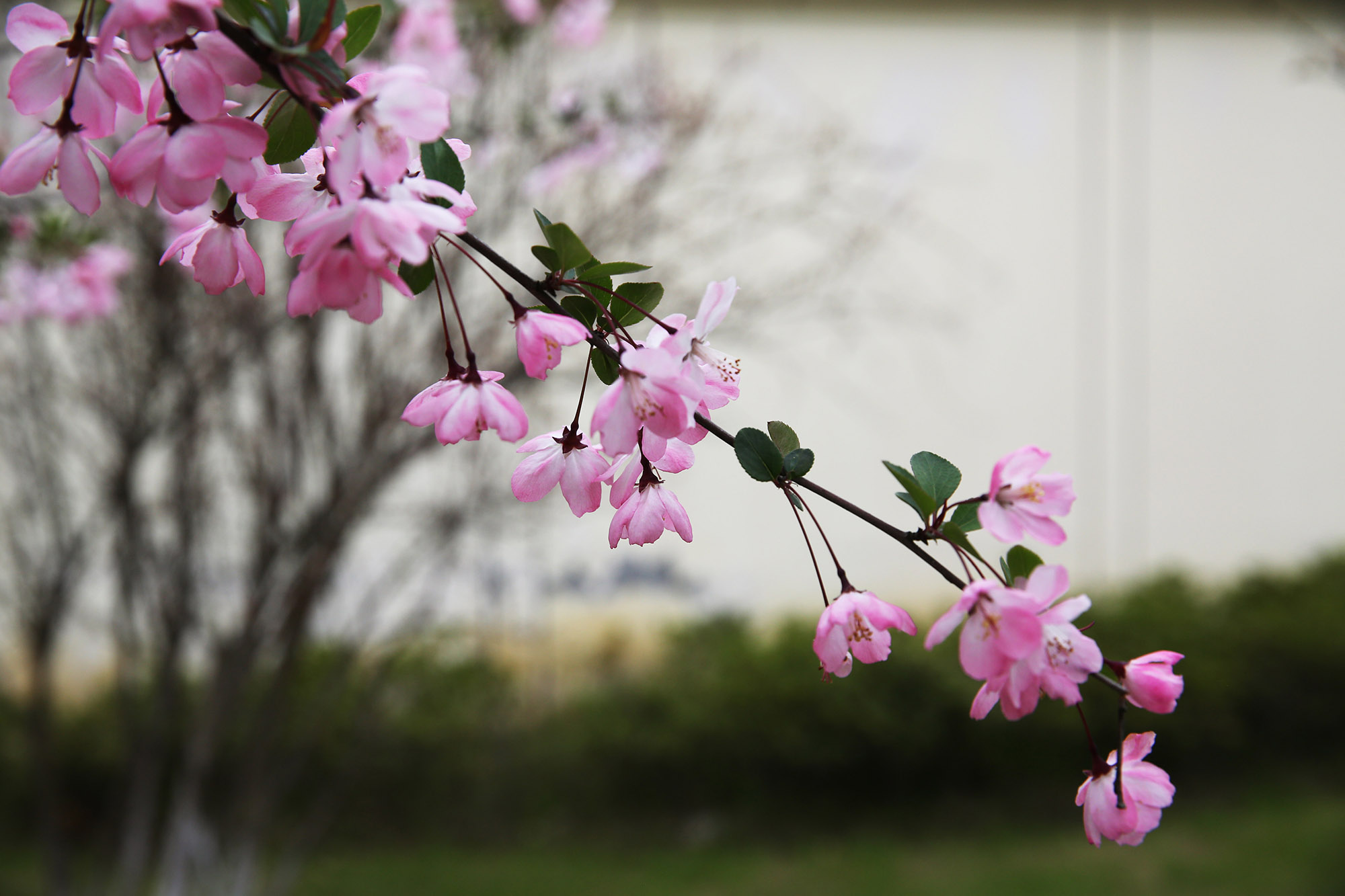 海棠依旧花枝俏