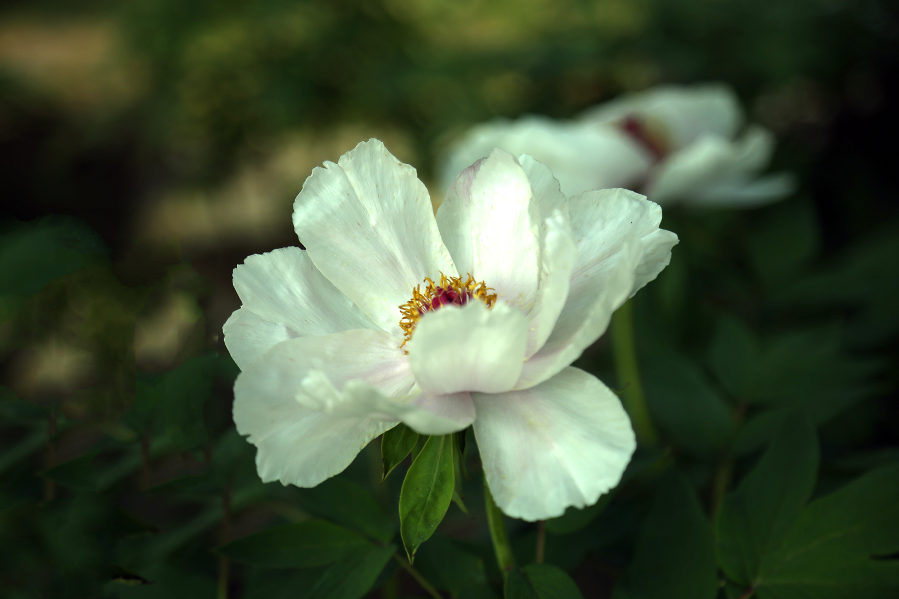 美丽的江城鲜花盛开