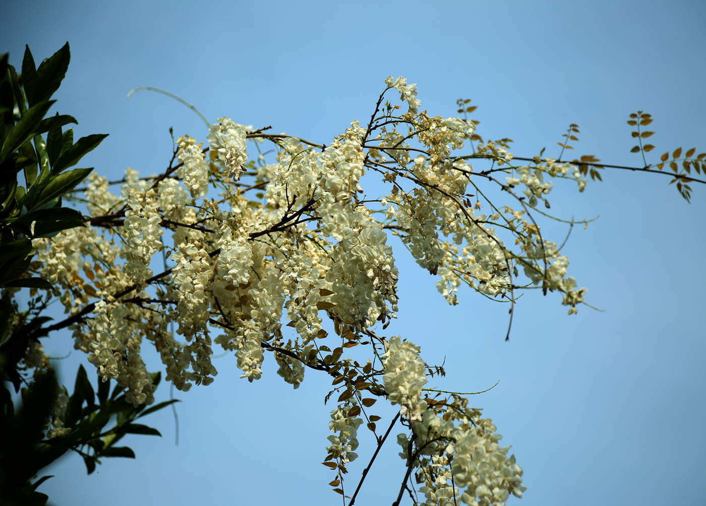 美丽的江城鲜花盛开