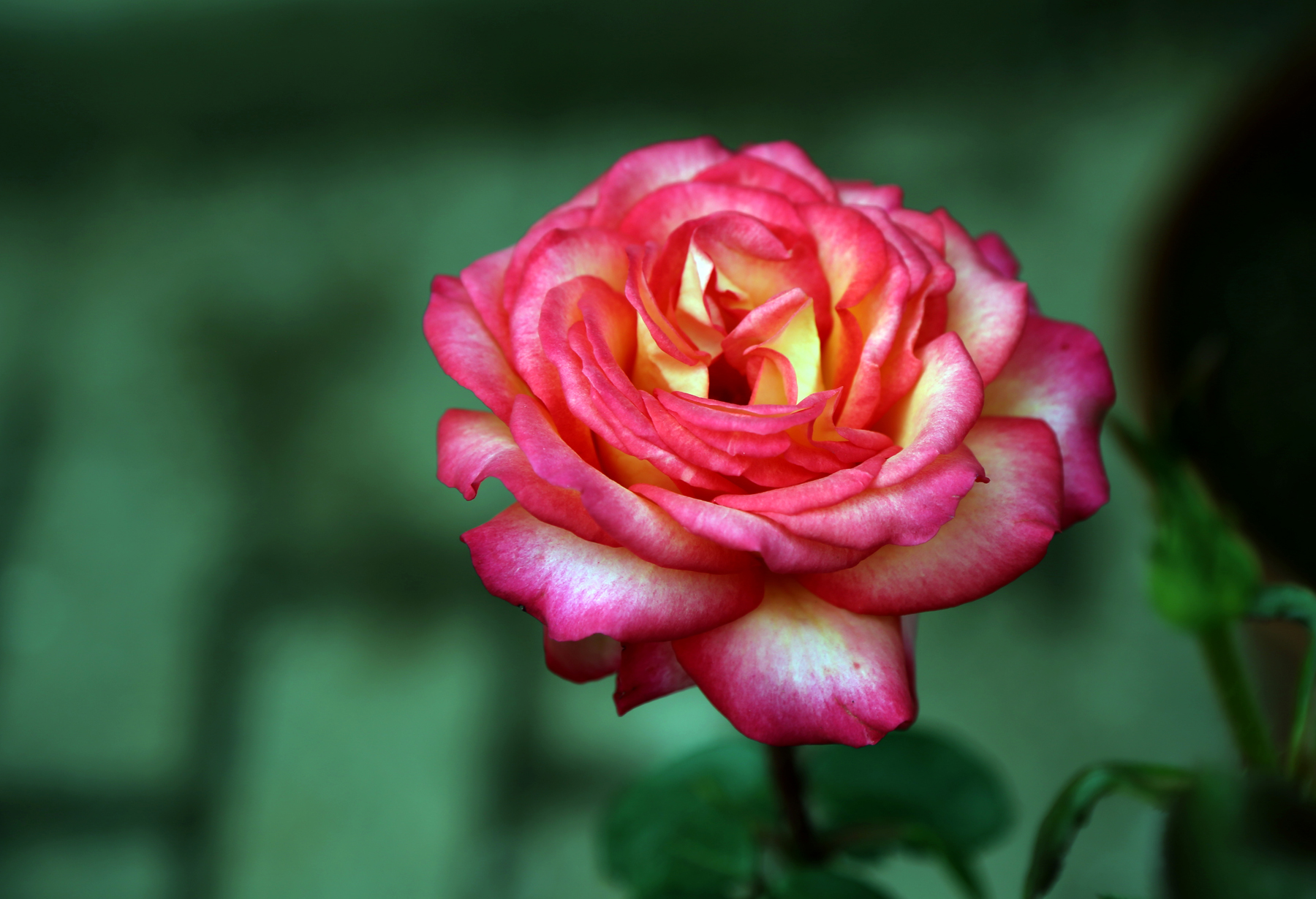 美丽的江城鲜花盛开