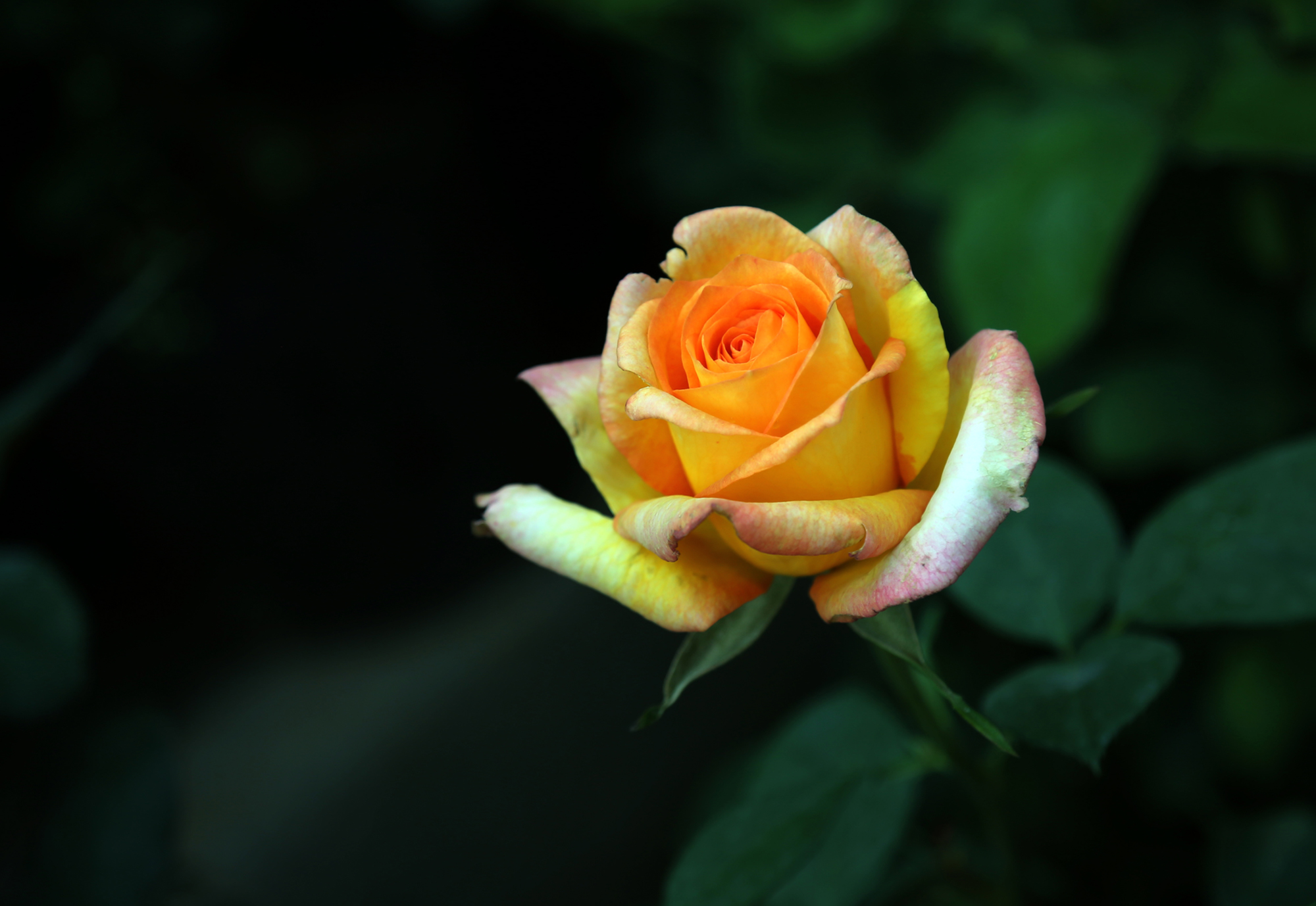 美丽的江城鲜花盛开