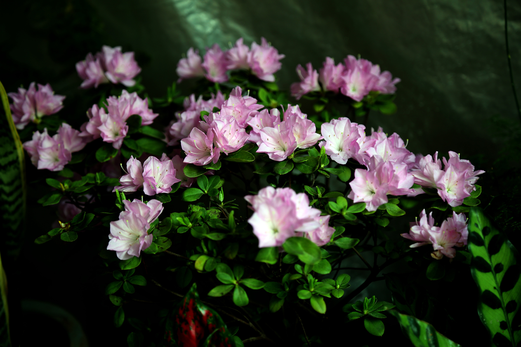 美丽的江城鲜花盛开