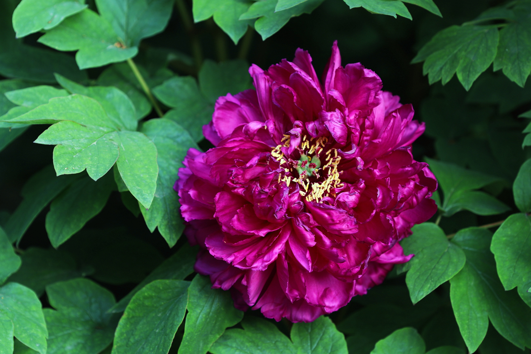 原创你也许认识它215牡丹紫二乔