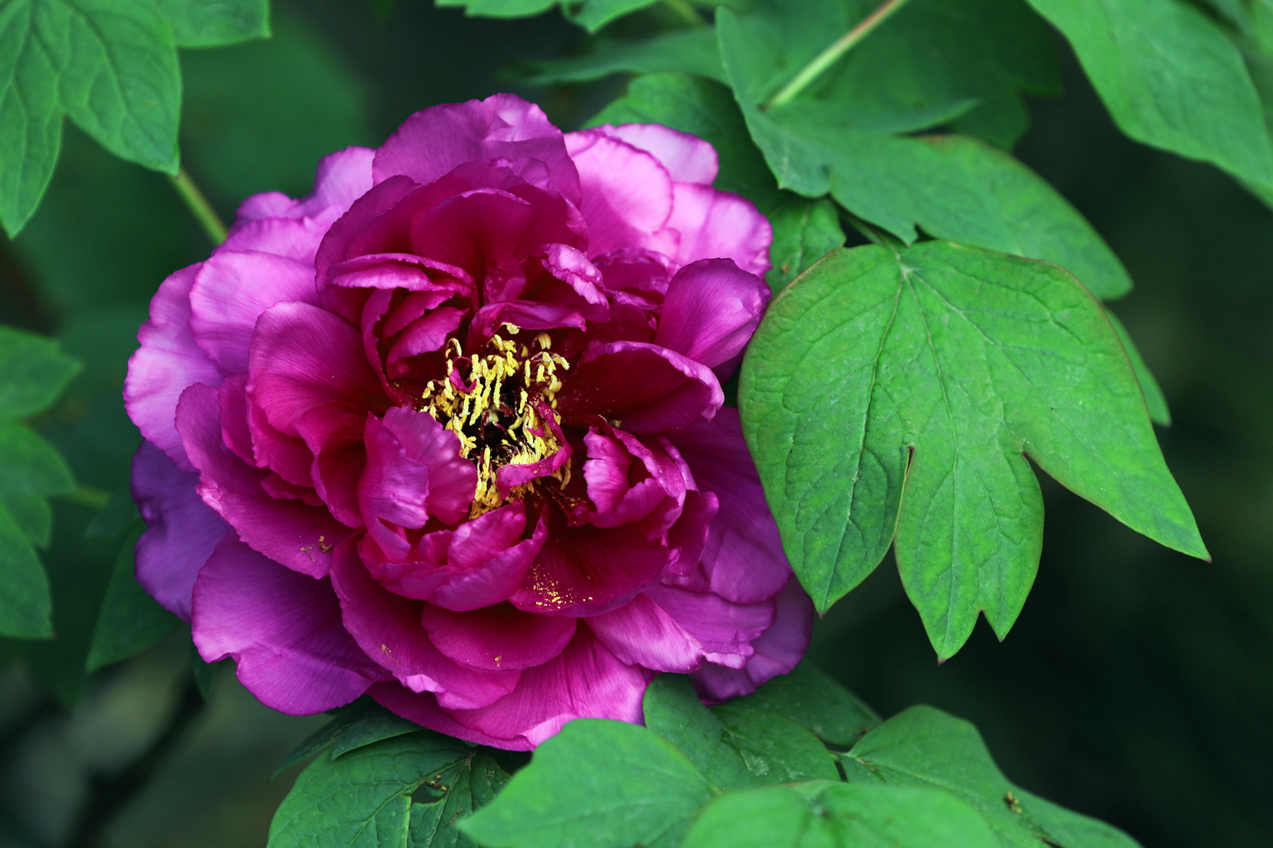 原创你也许认识它215牡丹紫二乔