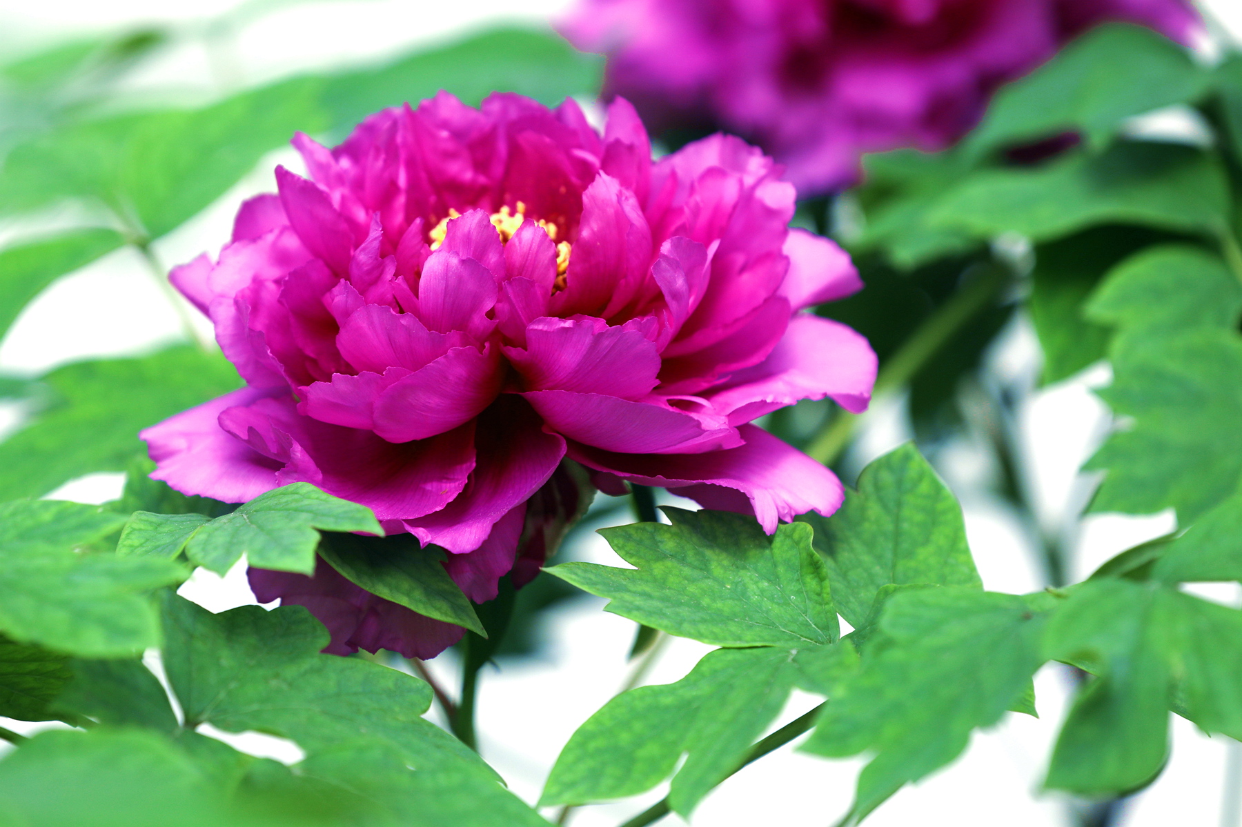 原创你也许认识它215牡丹紫二乔