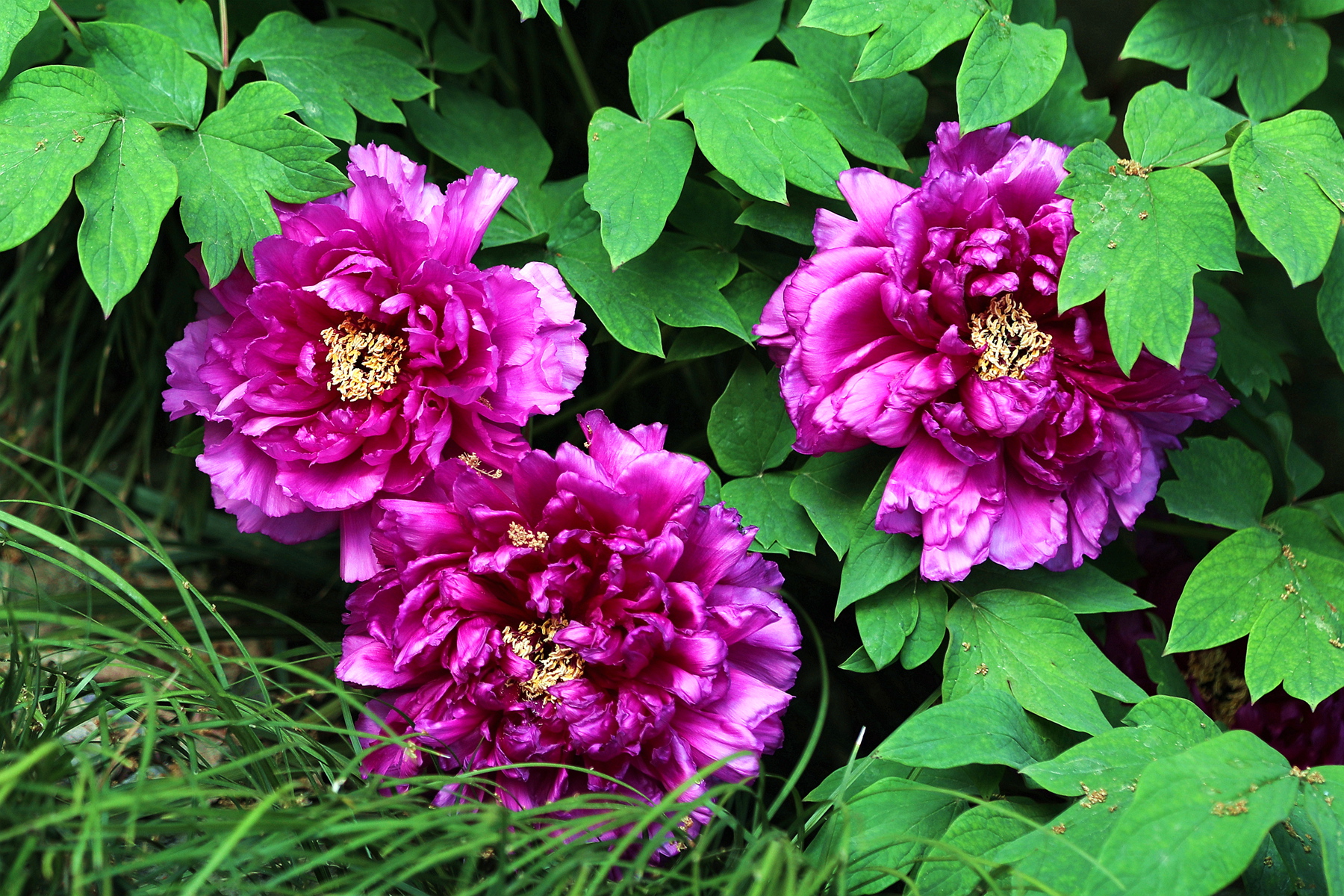 原创你也许认识它215牡丹紫二乔