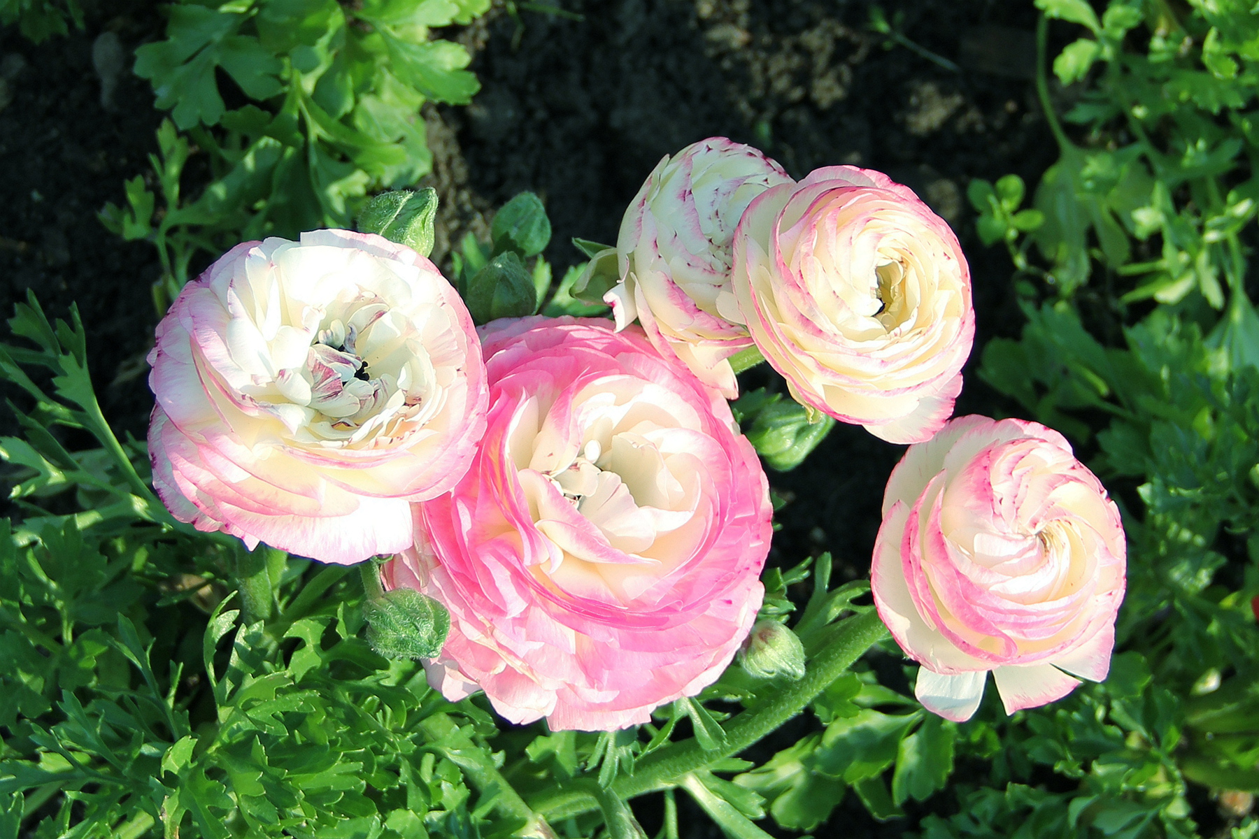 原创你也许认识它235芹菜花花毛茛粉白别样俏