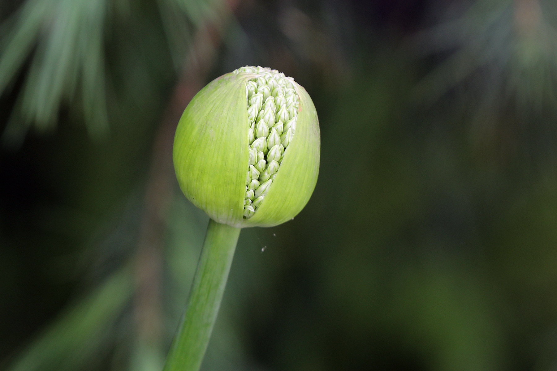 原创你也许认识它237大花葱大葱球花