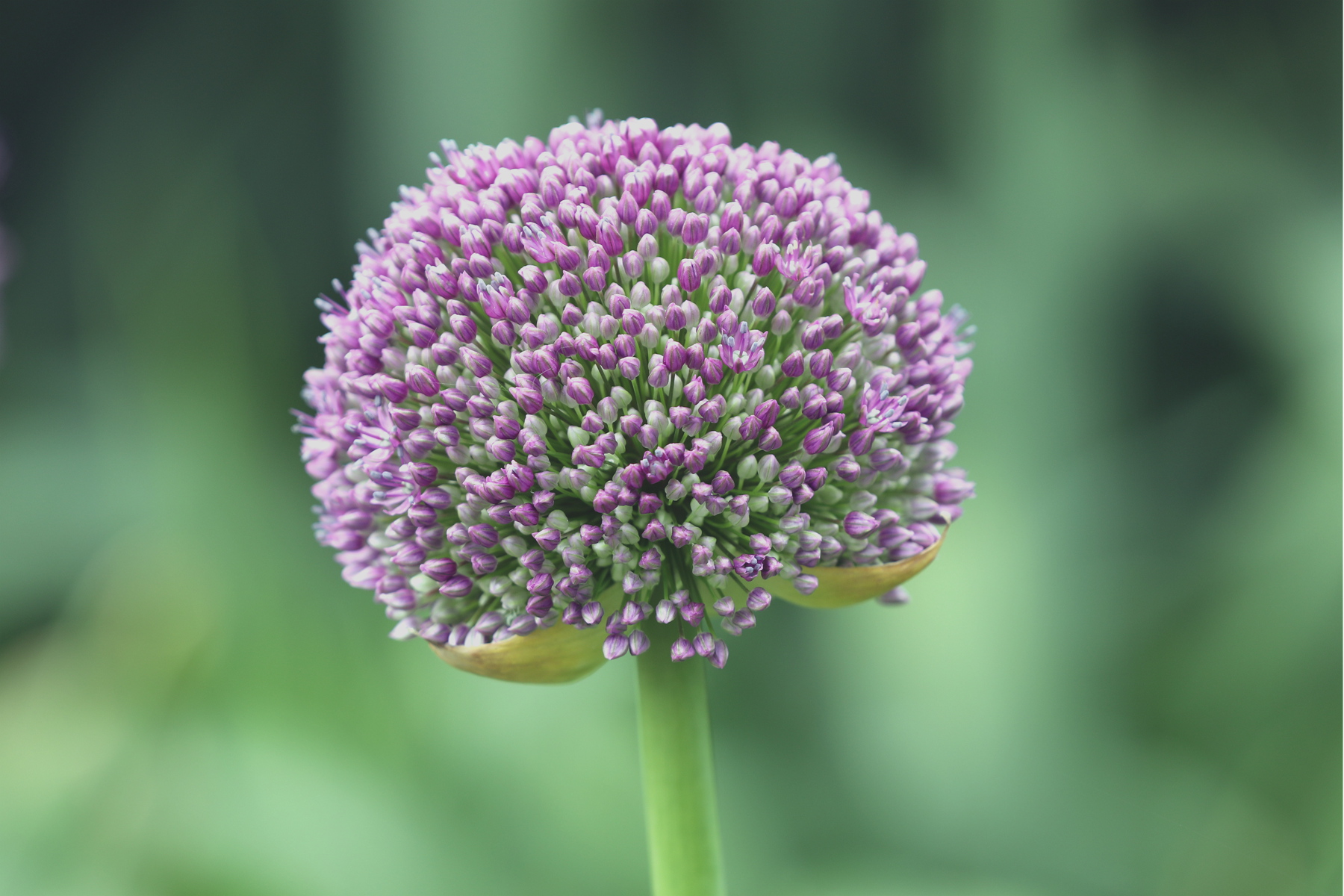 原创你也许认识它237大花葱大葱球花