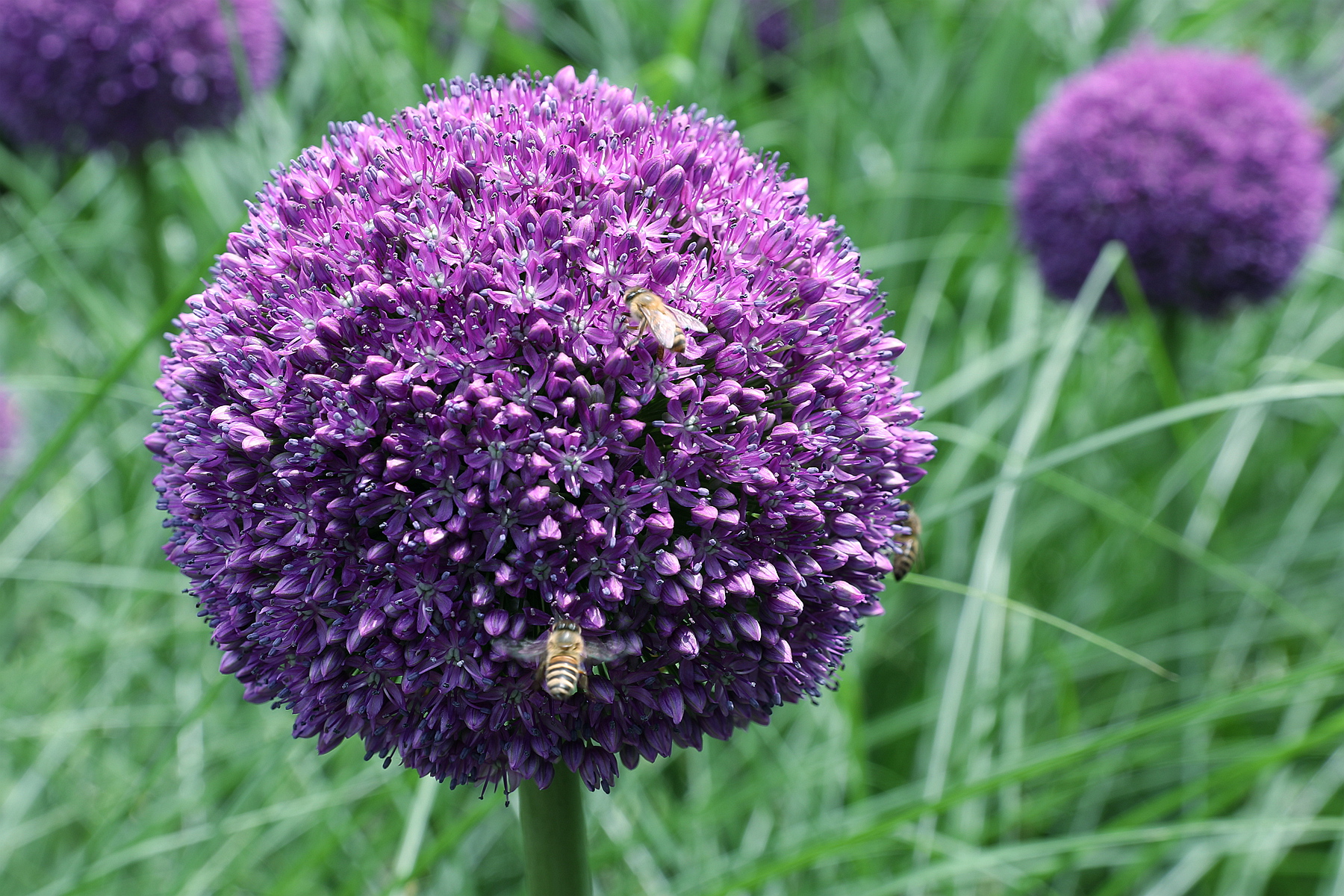 原创你也许认识它237大花葱大葱球花