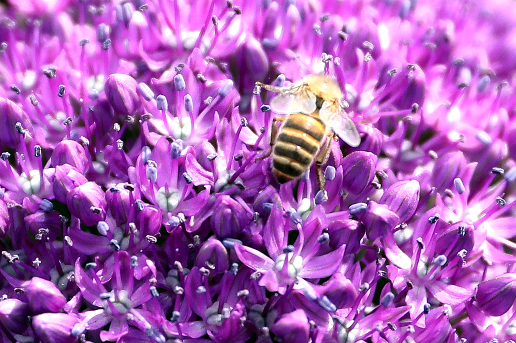 原创你也许认识它237大花葱大葱球花