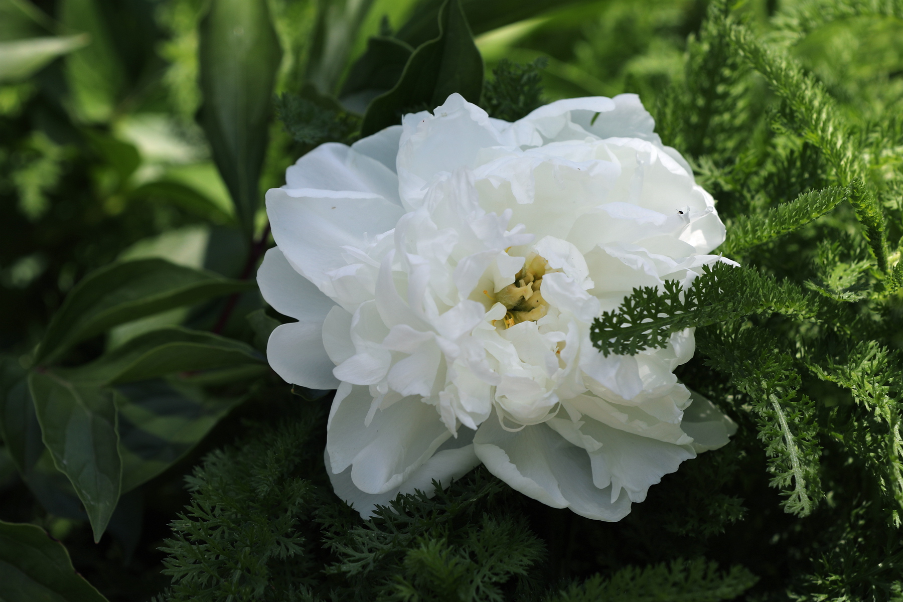 原创你也许认识它244芍药06雪峰