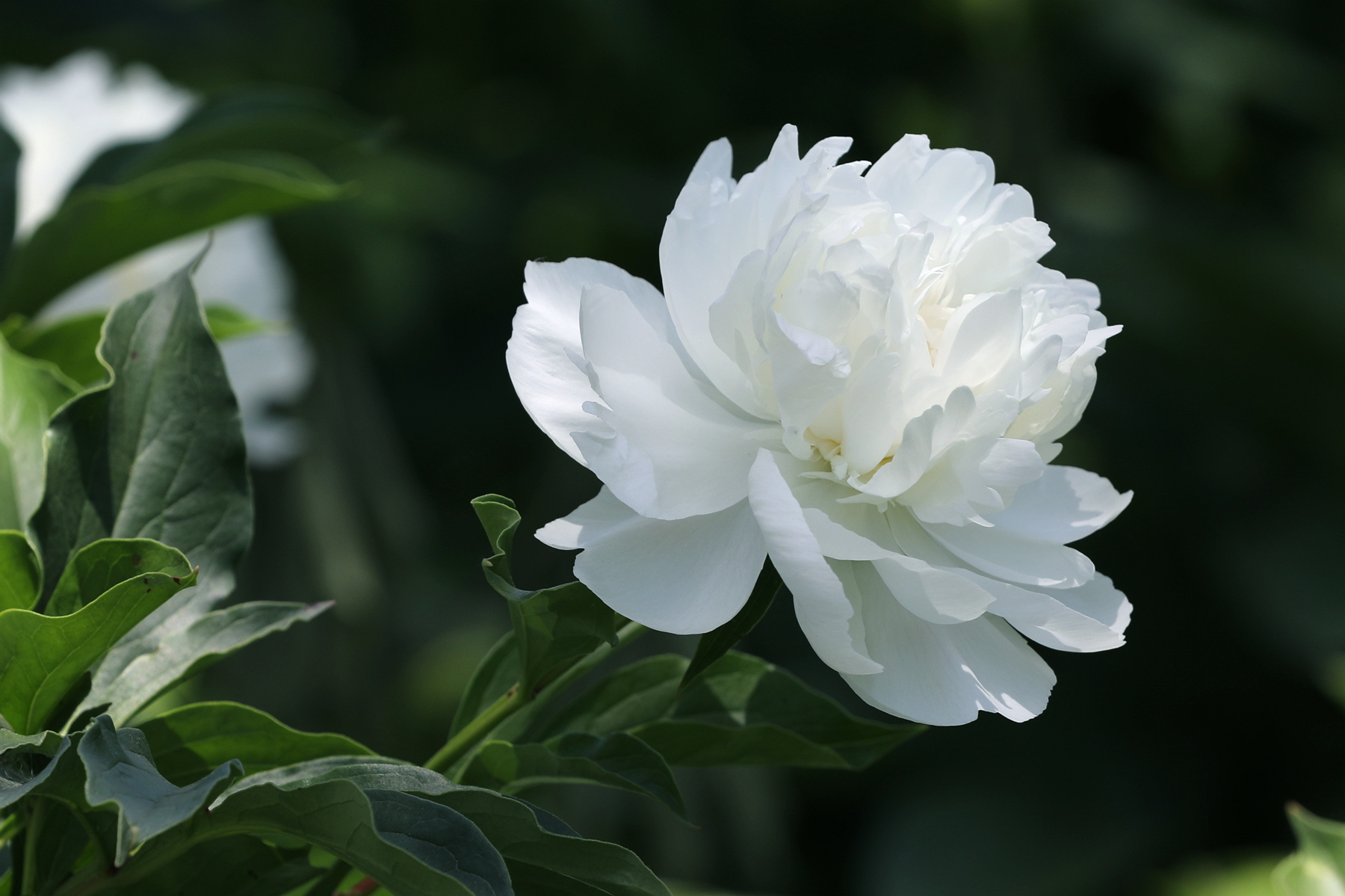 原创你也许认识它244芍药06雪峰