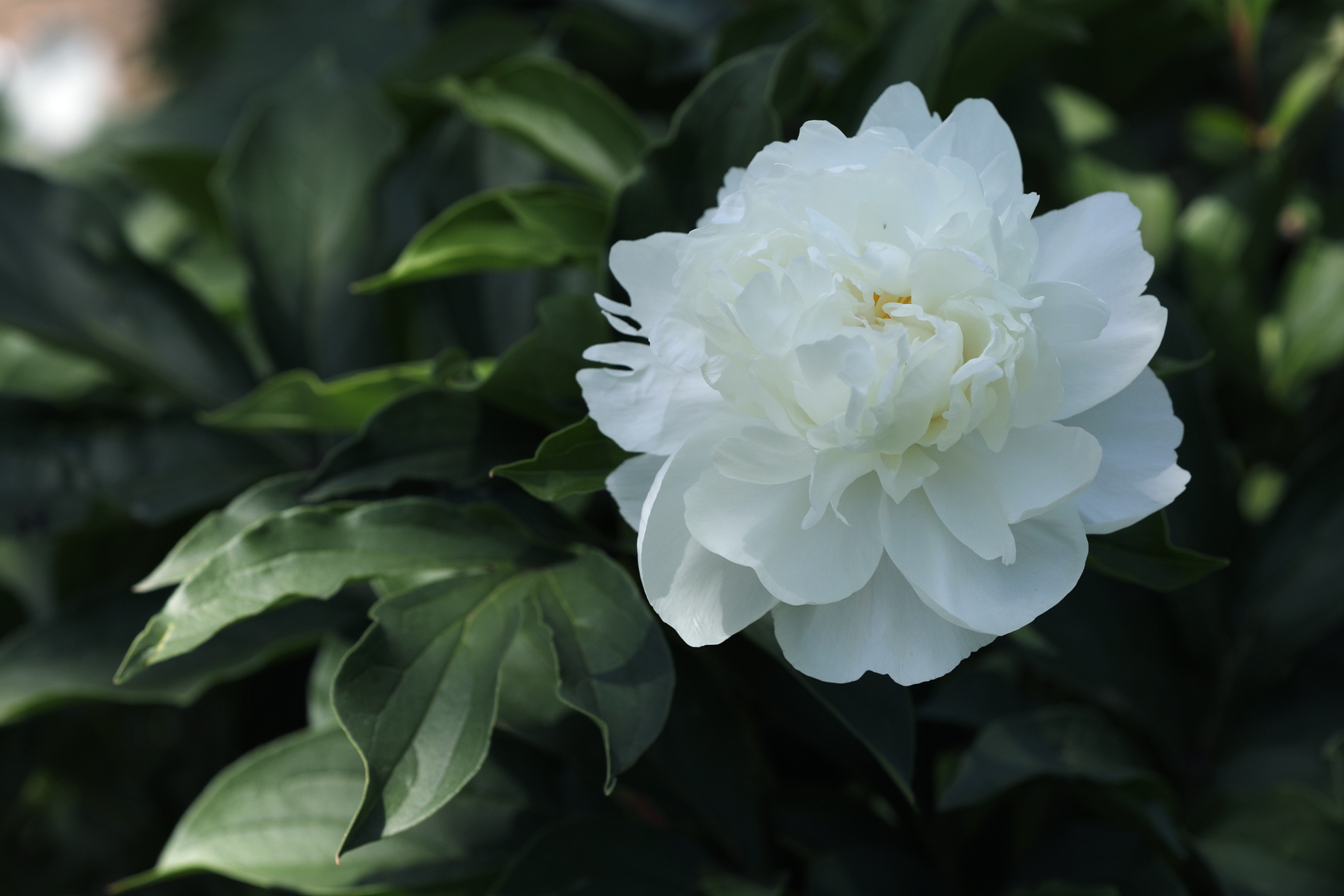 原创你也许认识它244芍药06雪峰