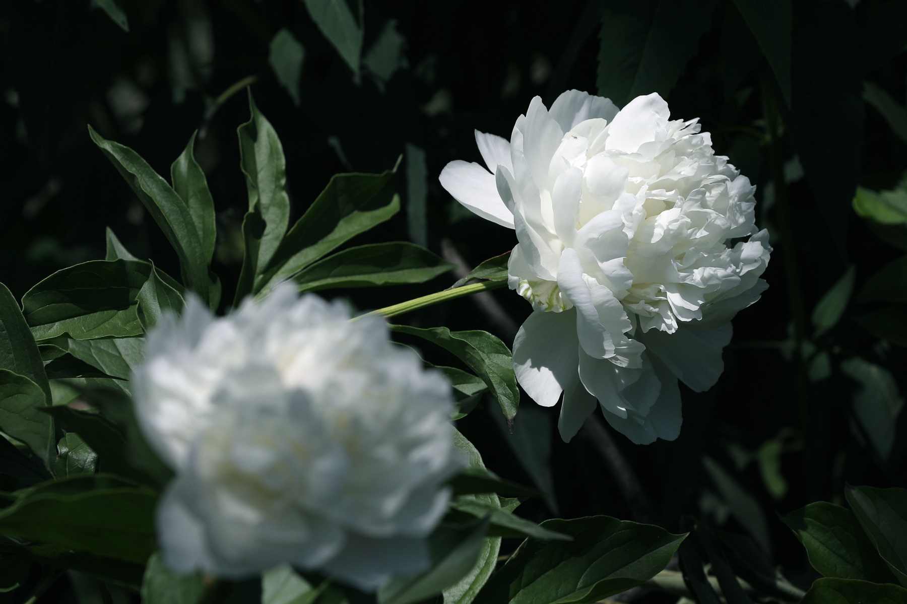 原创你也许认识它244芍药06雪峰