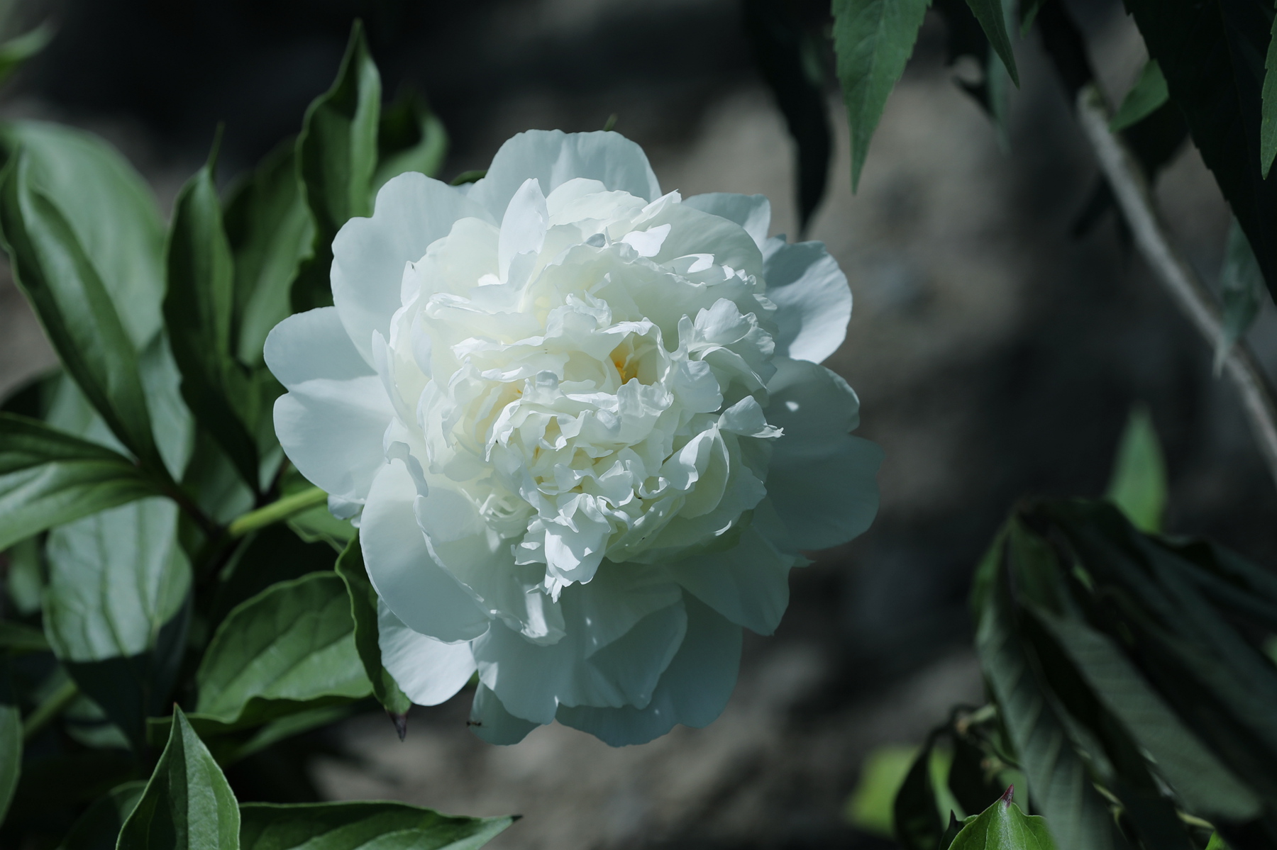 原创你也许认识它244芍药06雪峰