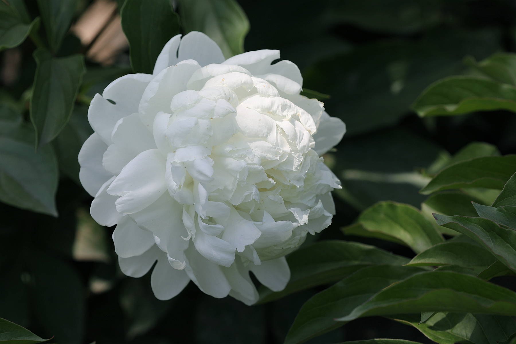 原创你也许认识它244芍药06雪峰