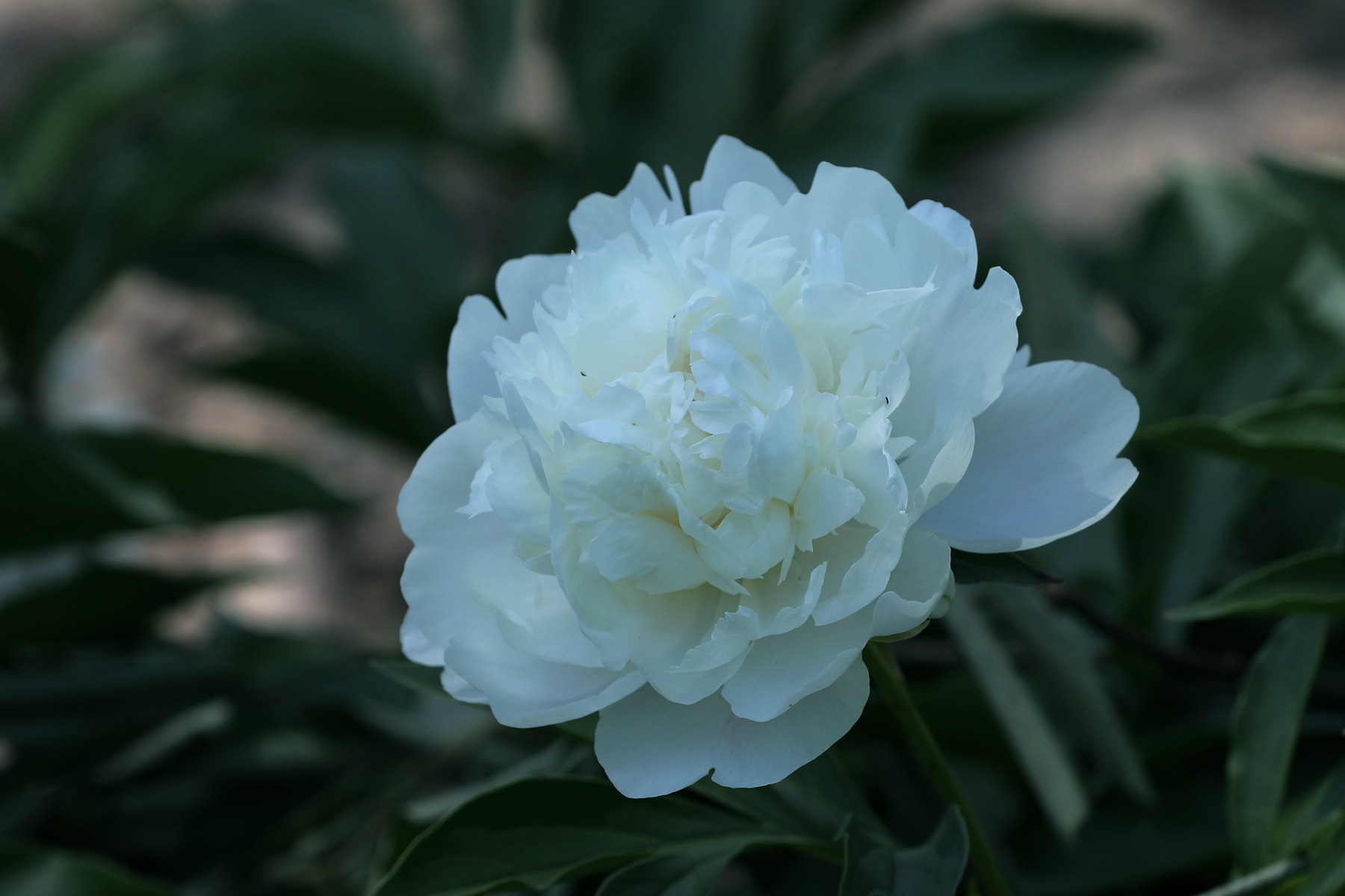 原创你也许认识它244芍药06雪峰