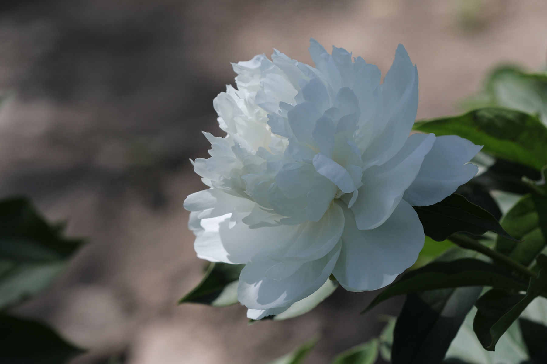 原创你也许认识它244芍药06雪峰