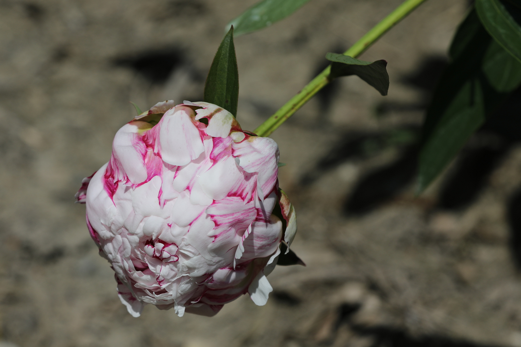 原创你也许认识它244芍药06雪峰