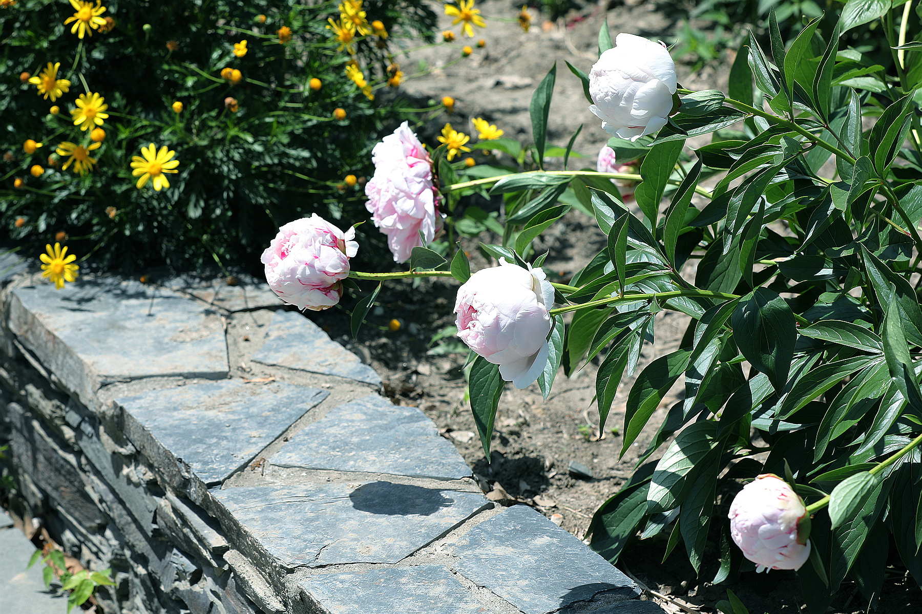 原创你也许认识它244芍药06雪峰