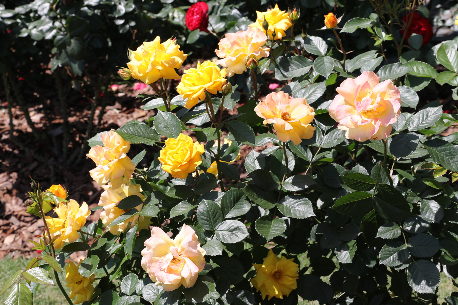 你也许认识它277月季金玛丽