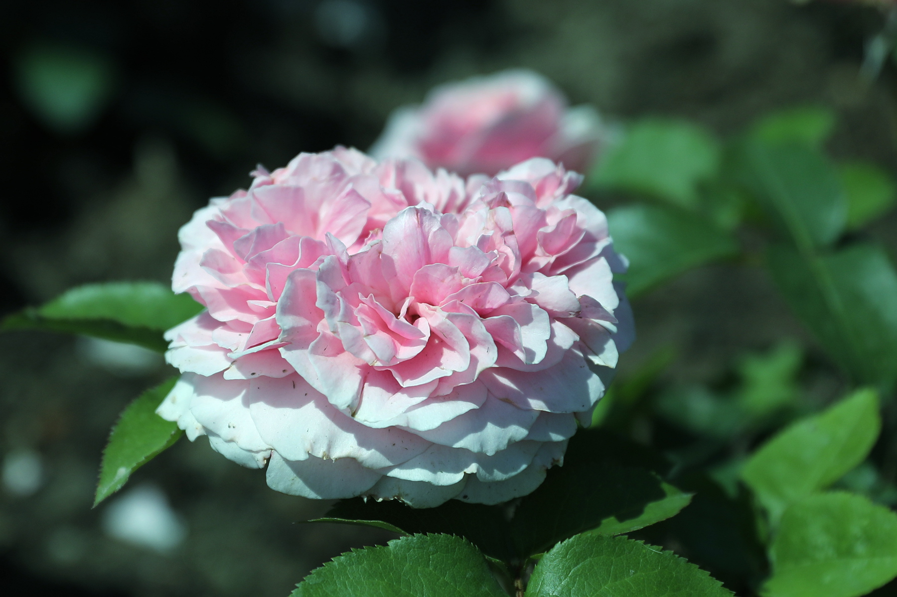 你也许认识它284月季米兰达