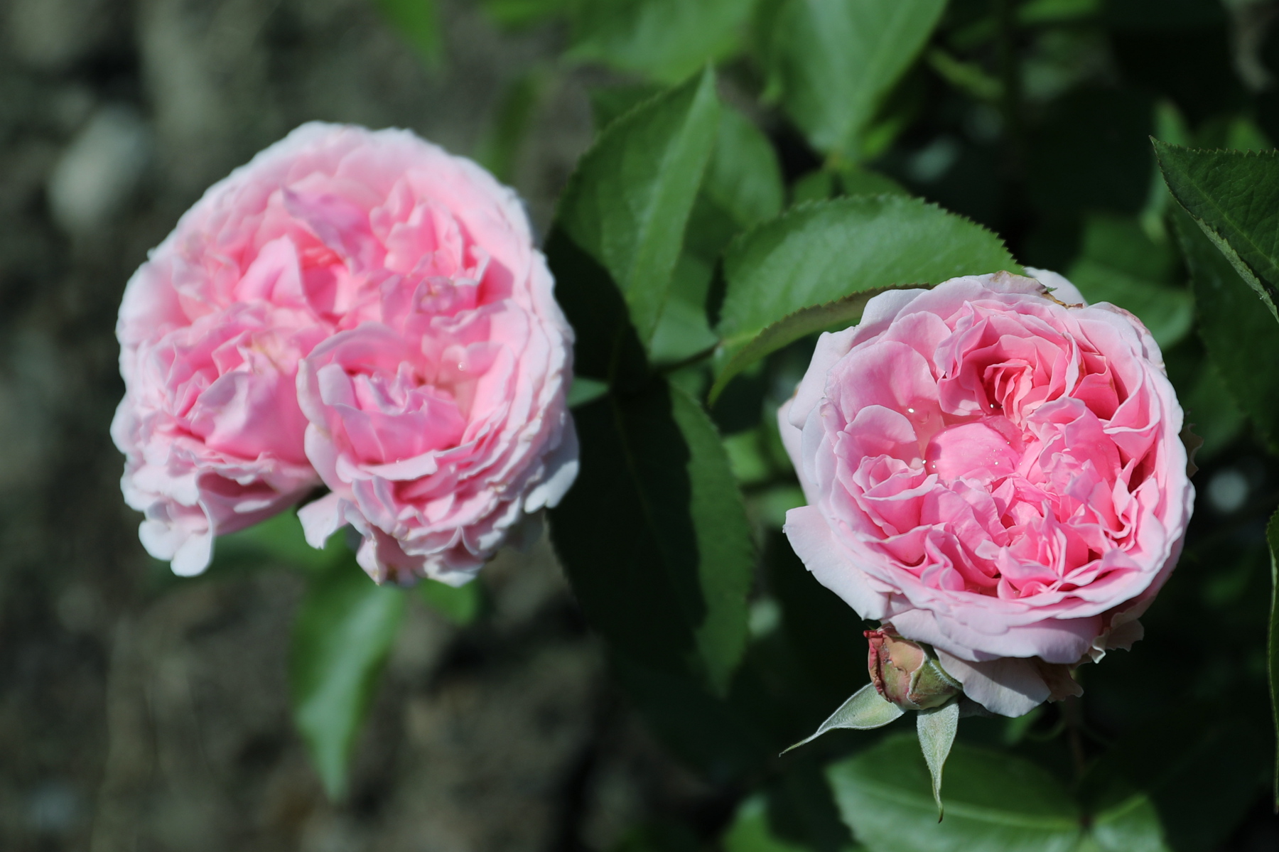 你也许认识它284月季米兰达