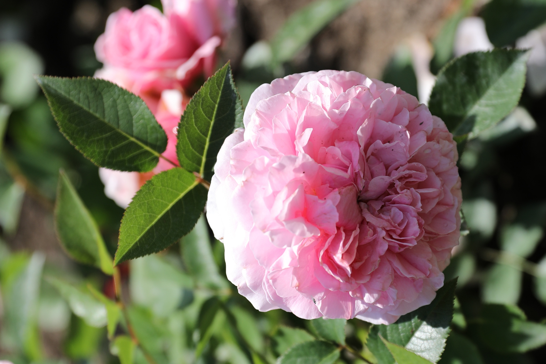 你也许认识它284月季米兰达